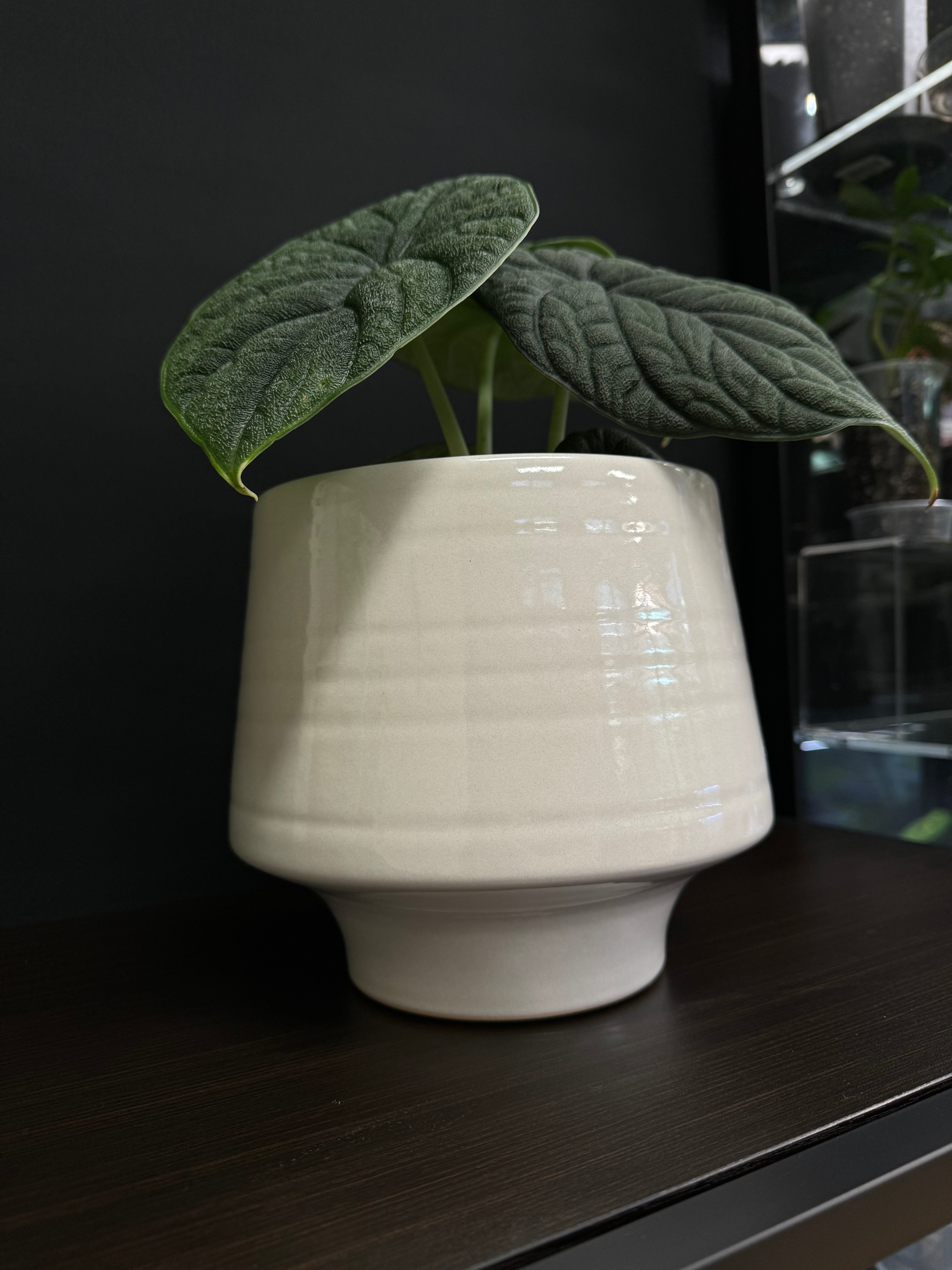 Gina Da Decorative Pot ‘Vida’ - SMUKHI