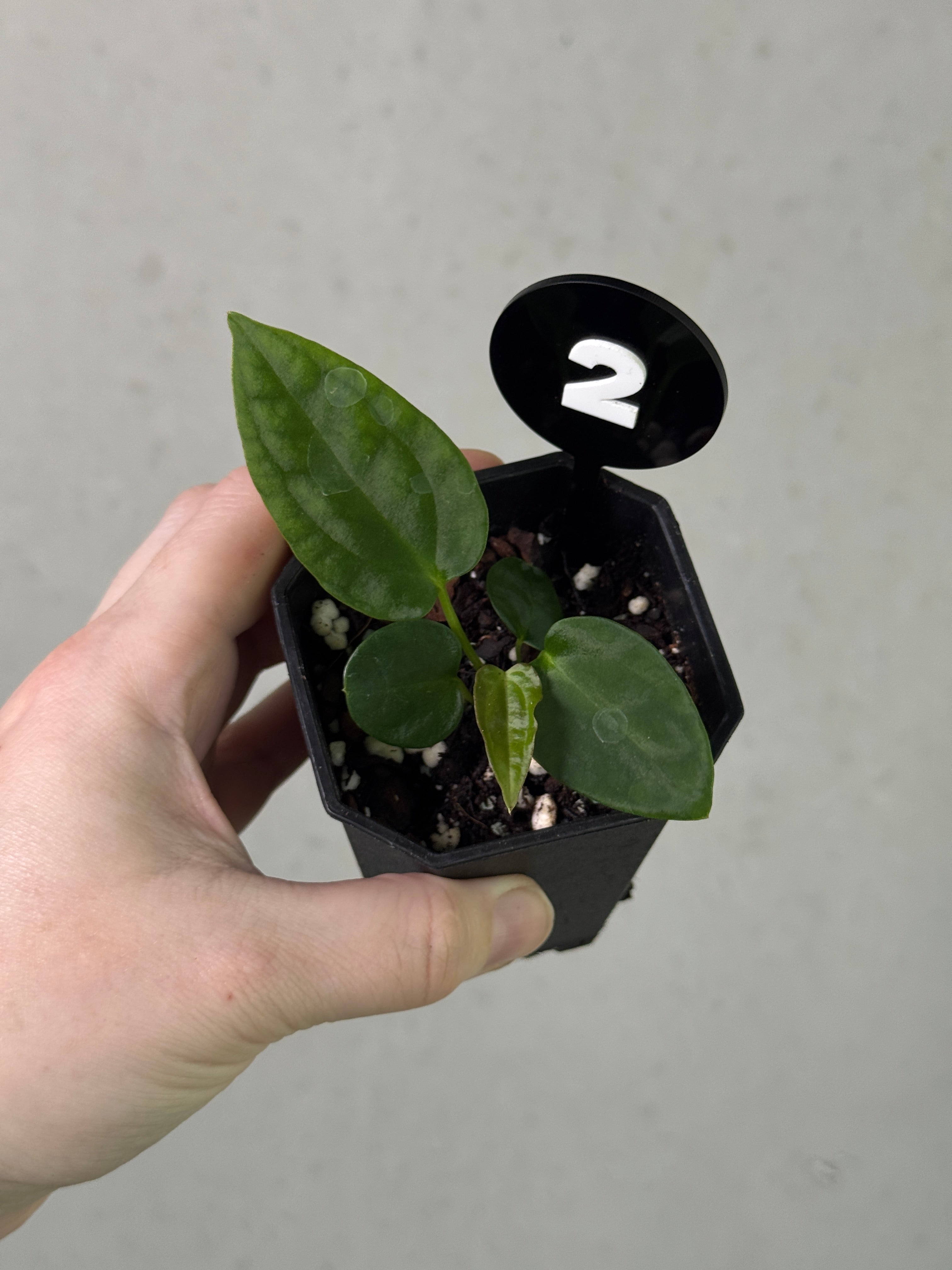 Crystallinaminum Anthurium BVEP ‘Ruin’ x Portillae ‘Dorito’ plant with glossy green leaves and vibrant red spathes.
