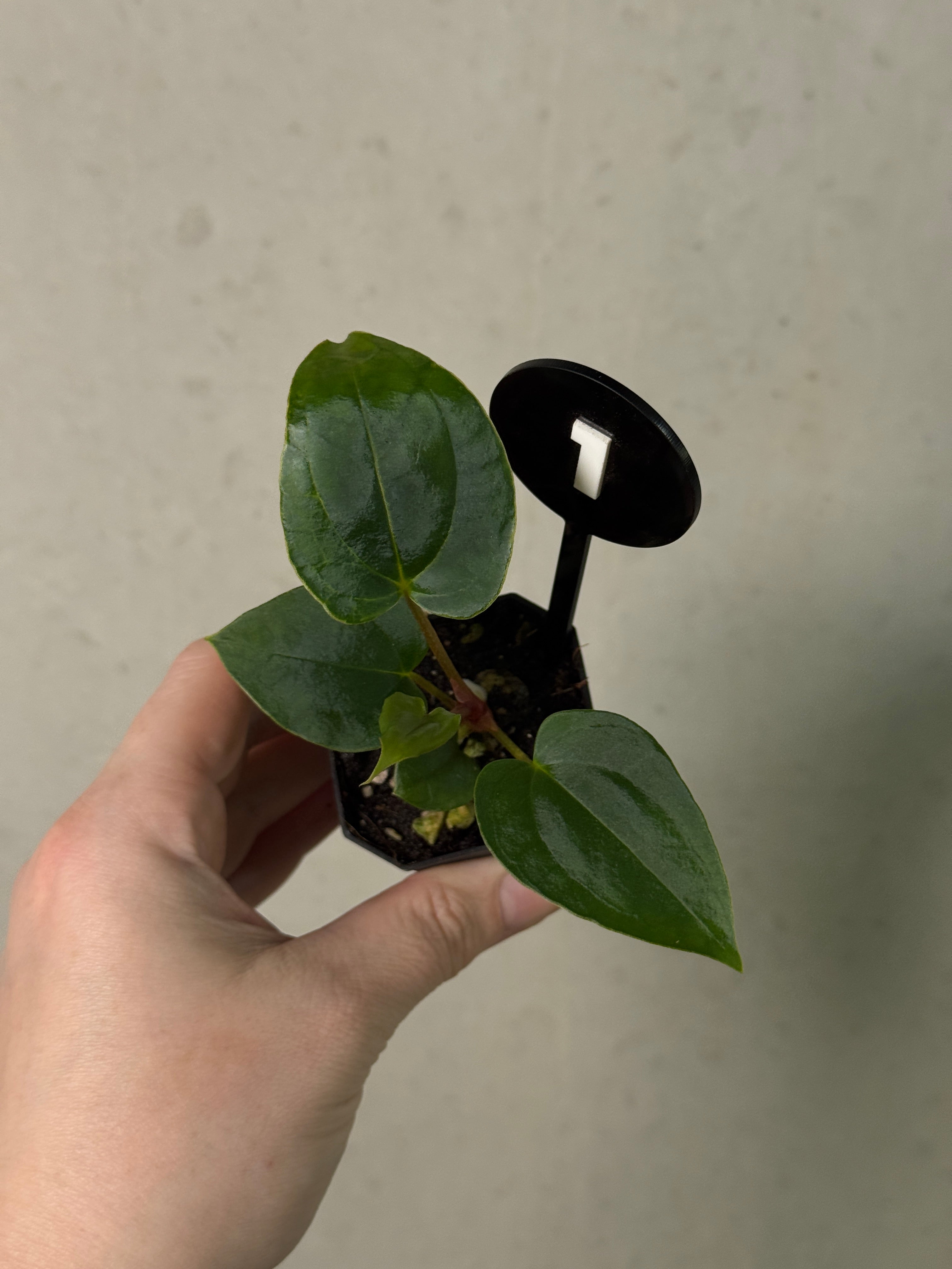 Anthurium (Papillilaminum 'Marie' x 'IL') x (Carlablackiae RD3 x FSxRL ‘Grim Reaper’)