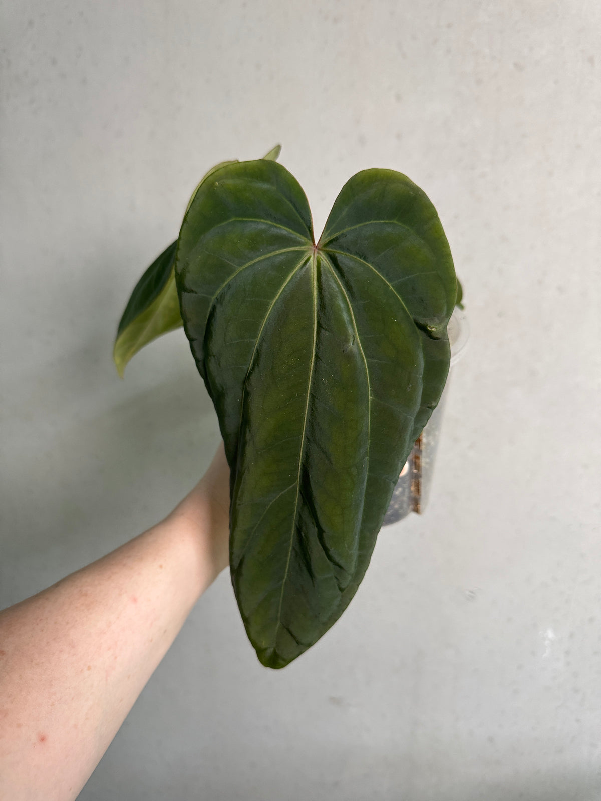 Smukhi Anthurium plant (Besseae aff x Debile x Besseae aff x Dressleri) with vibrant green leaves and unique foliage.