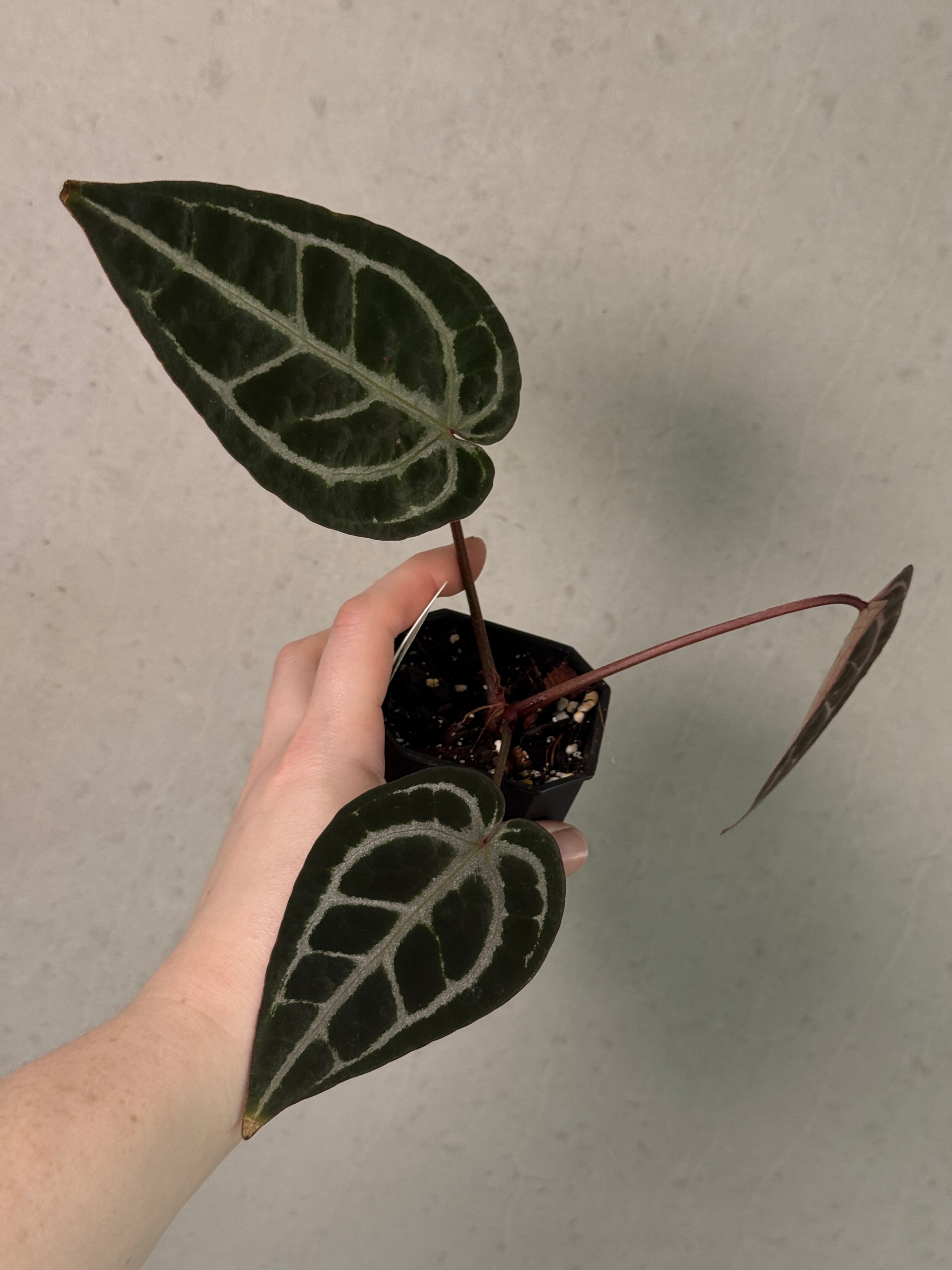 Anthurium Red Crystallinum WU5 x WU8
