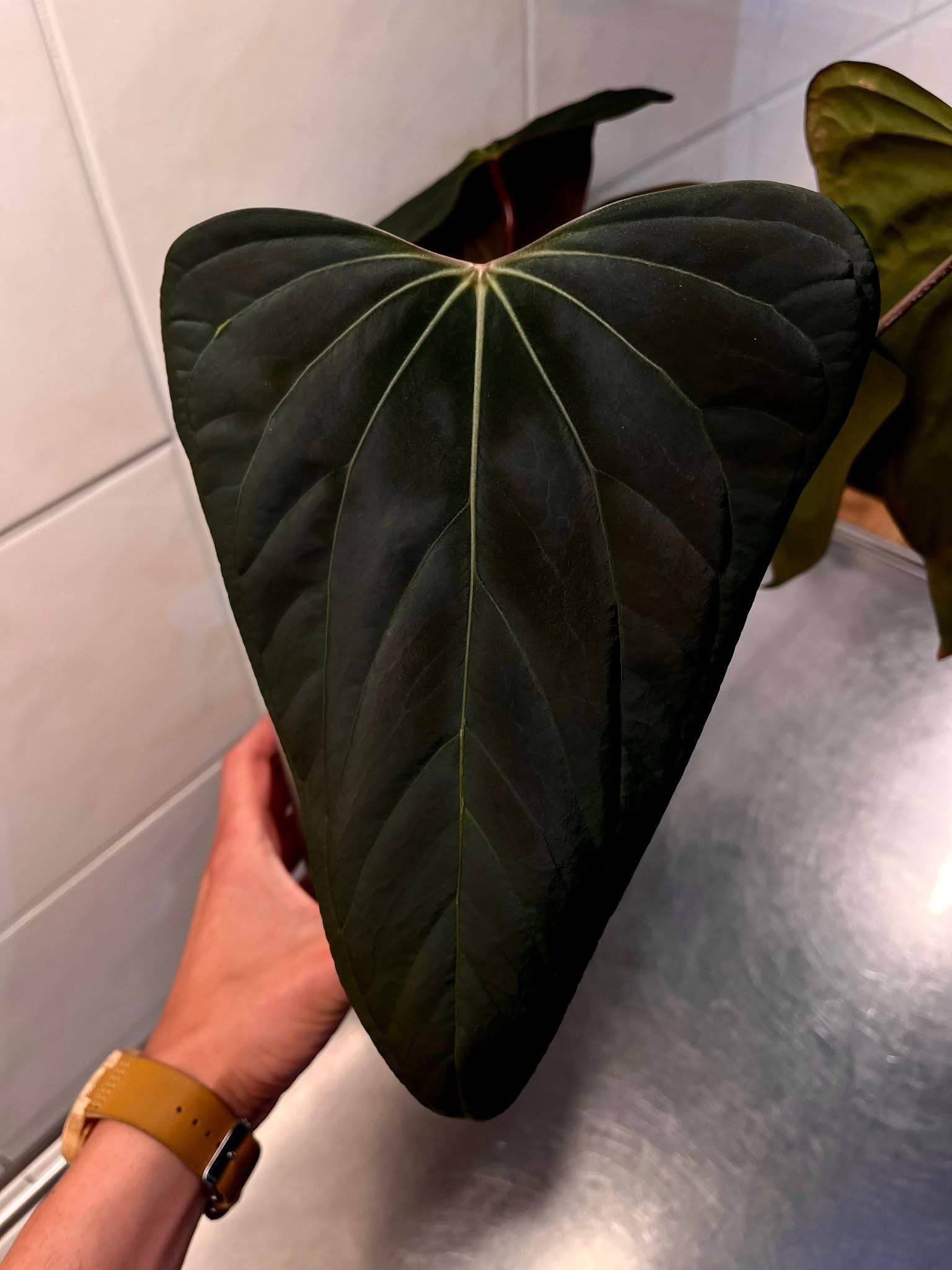 NFS: Anthurium Ace of Spades Dark Form x Portillae 'Dorito' - SMUKHI