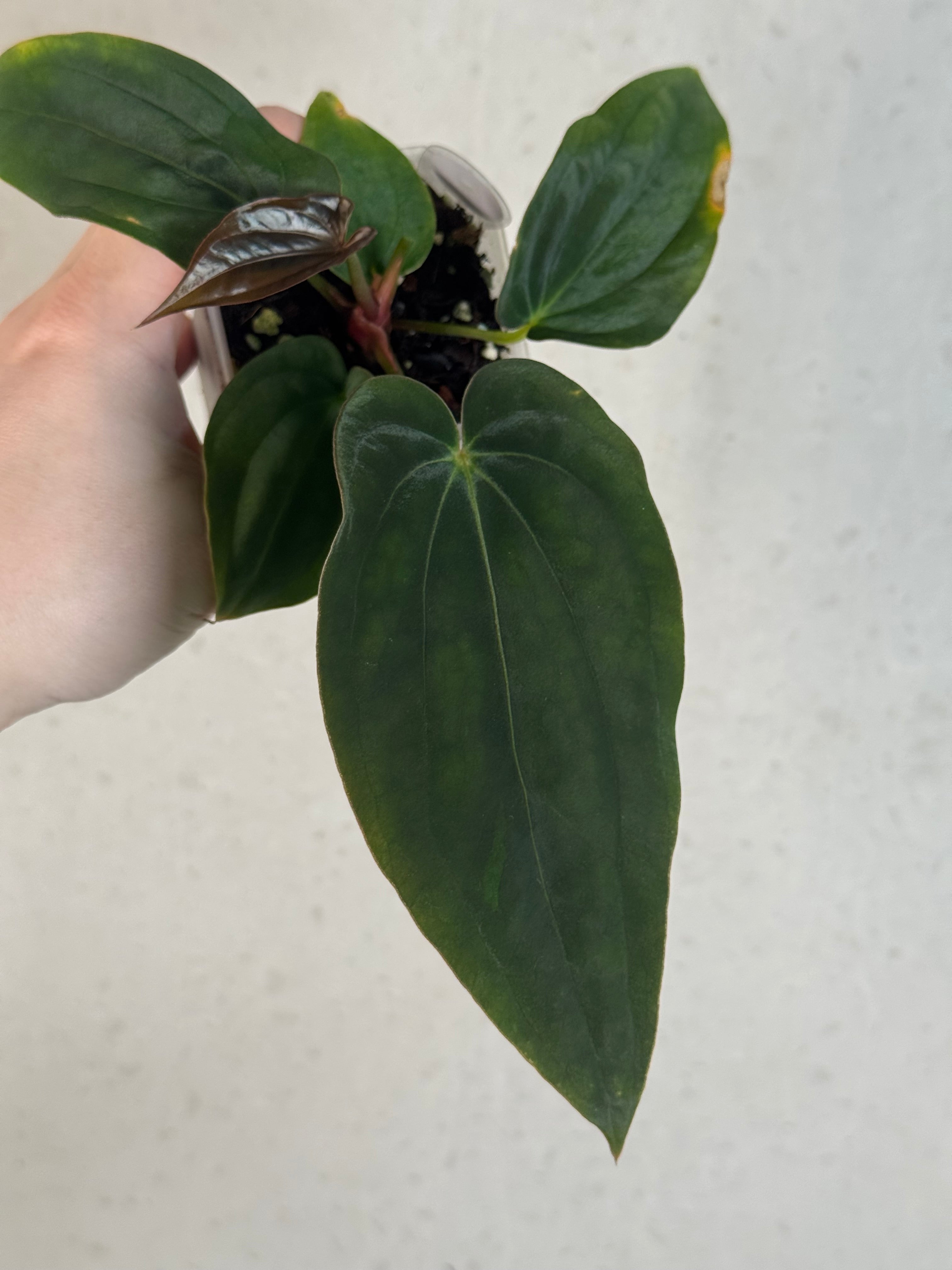 Anthurium Antolakii (BVEP) ‘Round’ x RA1 F2