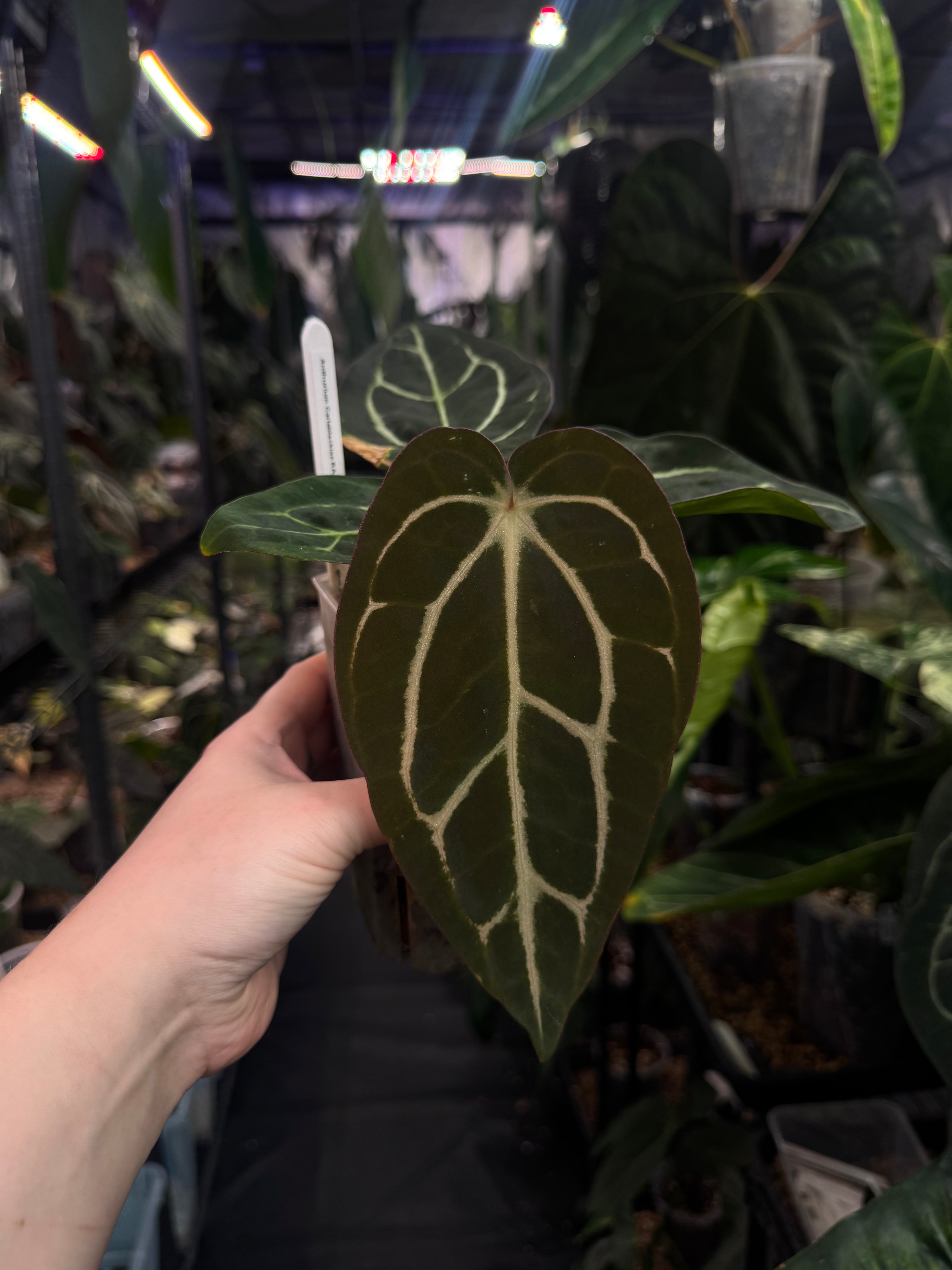 Anthurium Carlablackiae (RA4 x RA1) x OG1