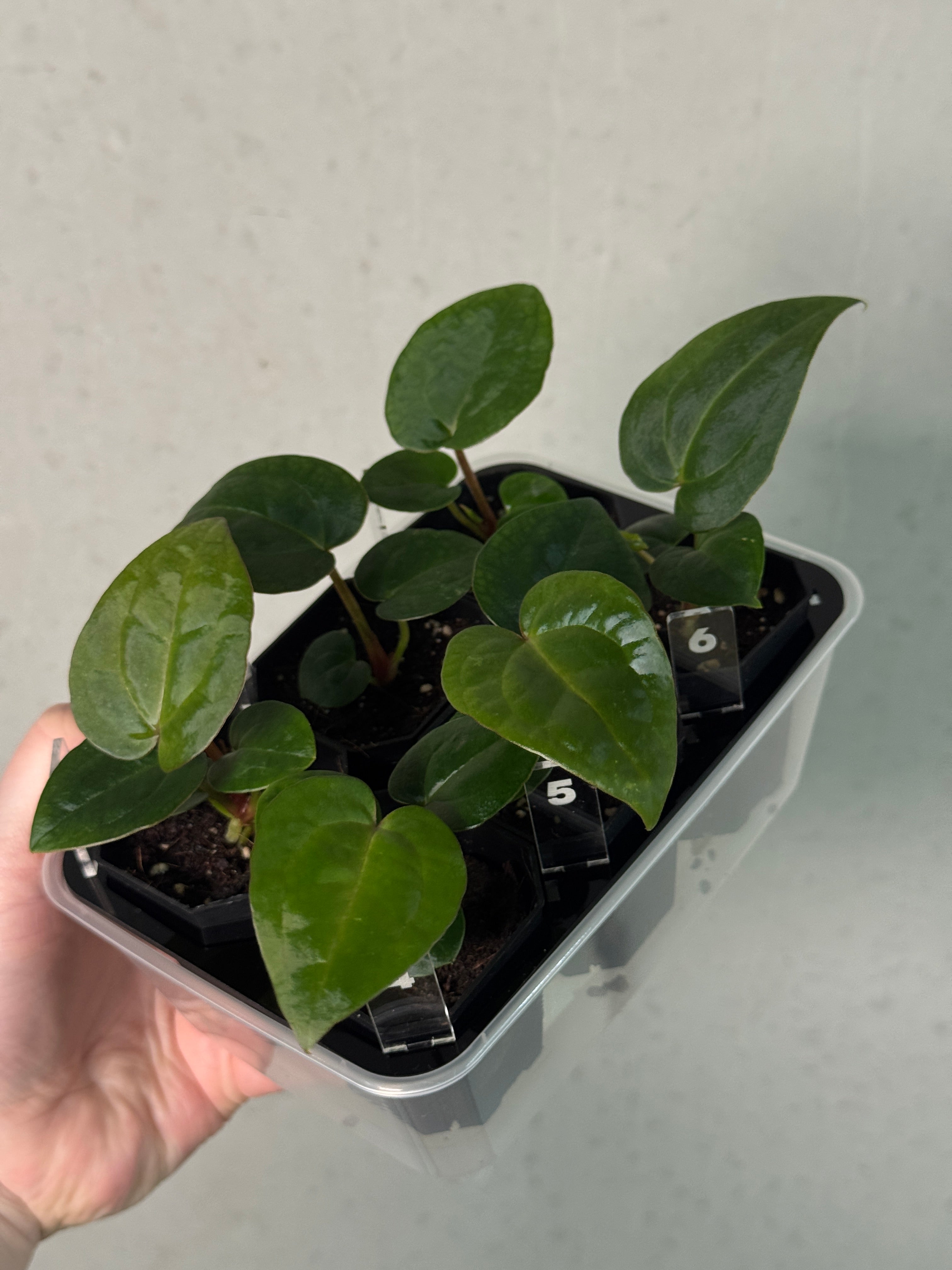 Anthurium Michelle x (?)