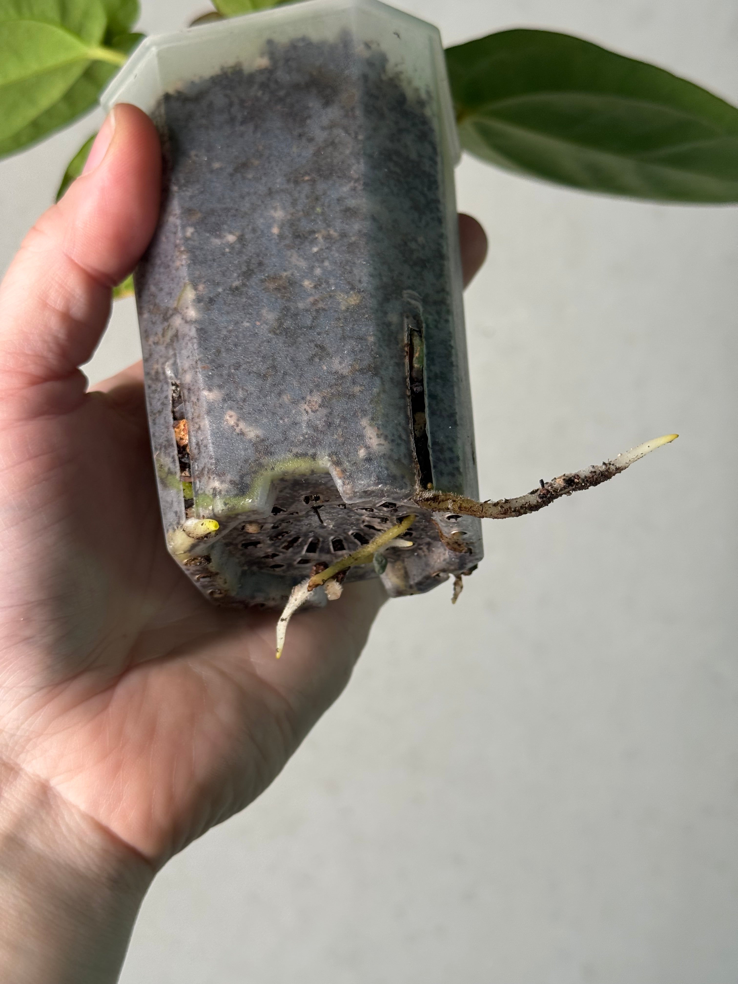 Anthurium Dressleri RG F2 ‘Dark Clone’ x Carlablackiae GPH-001