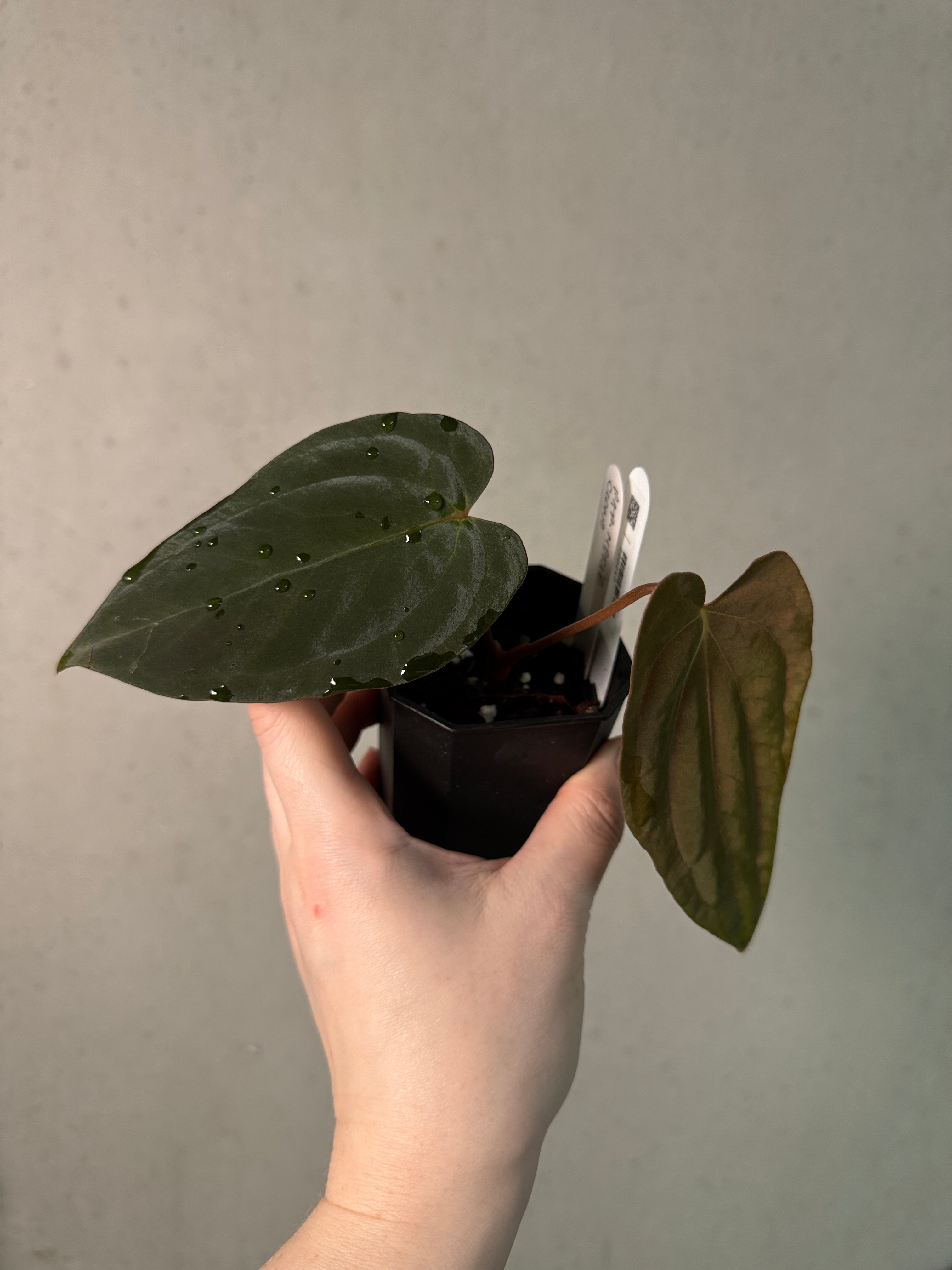 Anthurium Papillilaminum 'Marie' - Clone