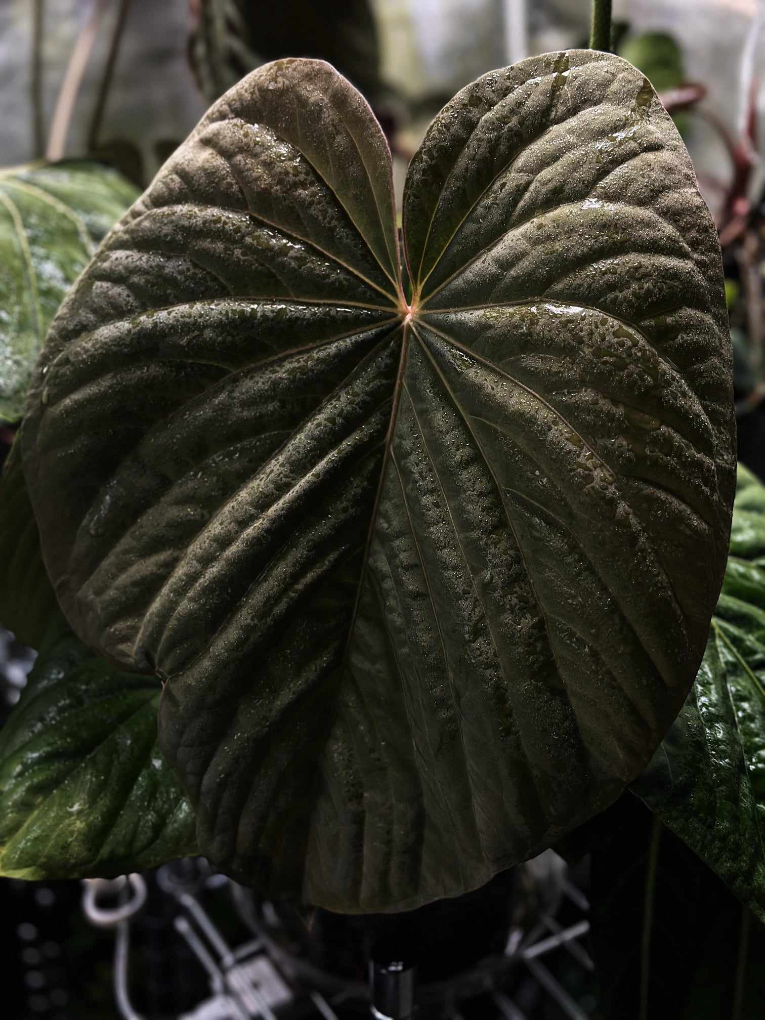 Anthurium Kunayalense F1 - SMUKHI