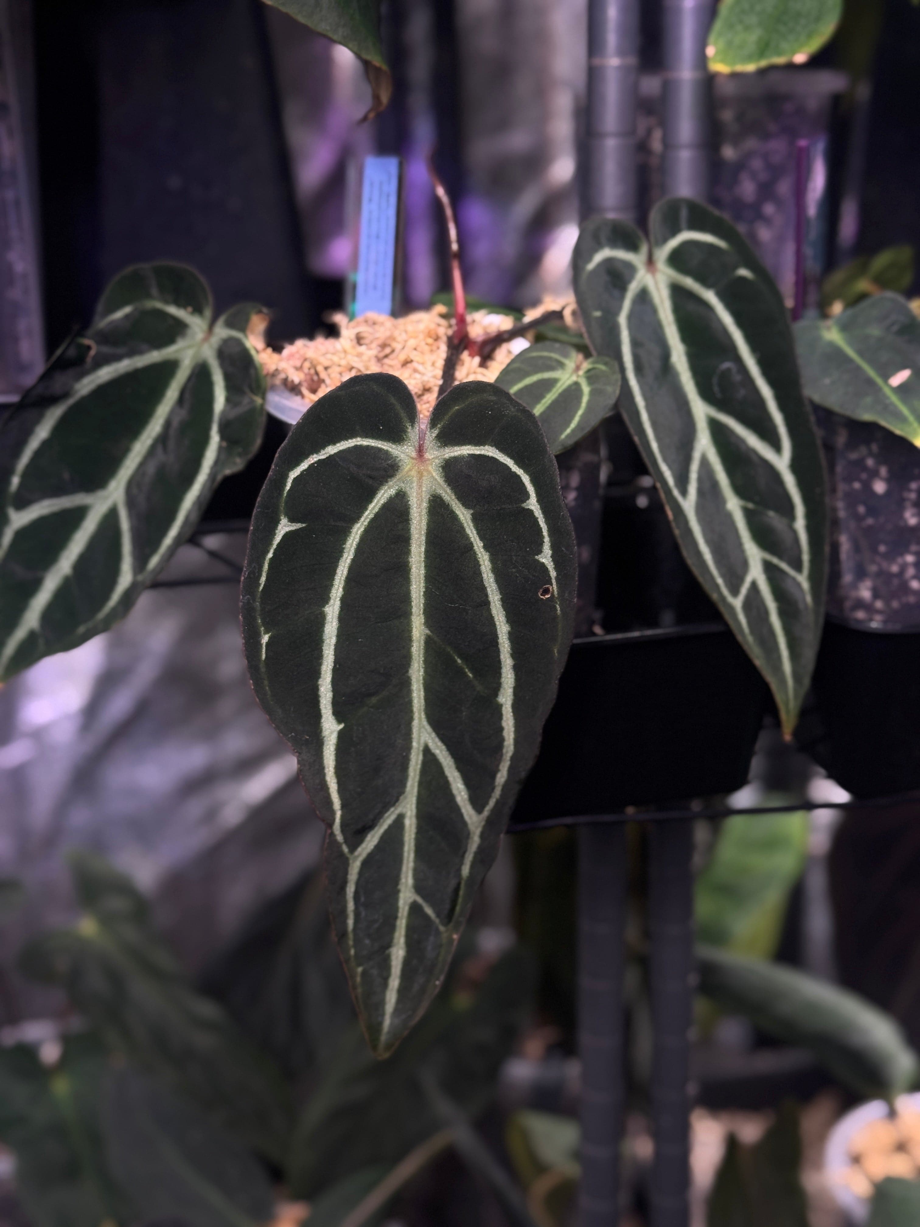 NFS: Anthurium Carlablackiae ‘Round’ x GPH-001 #2 - SMUKHI