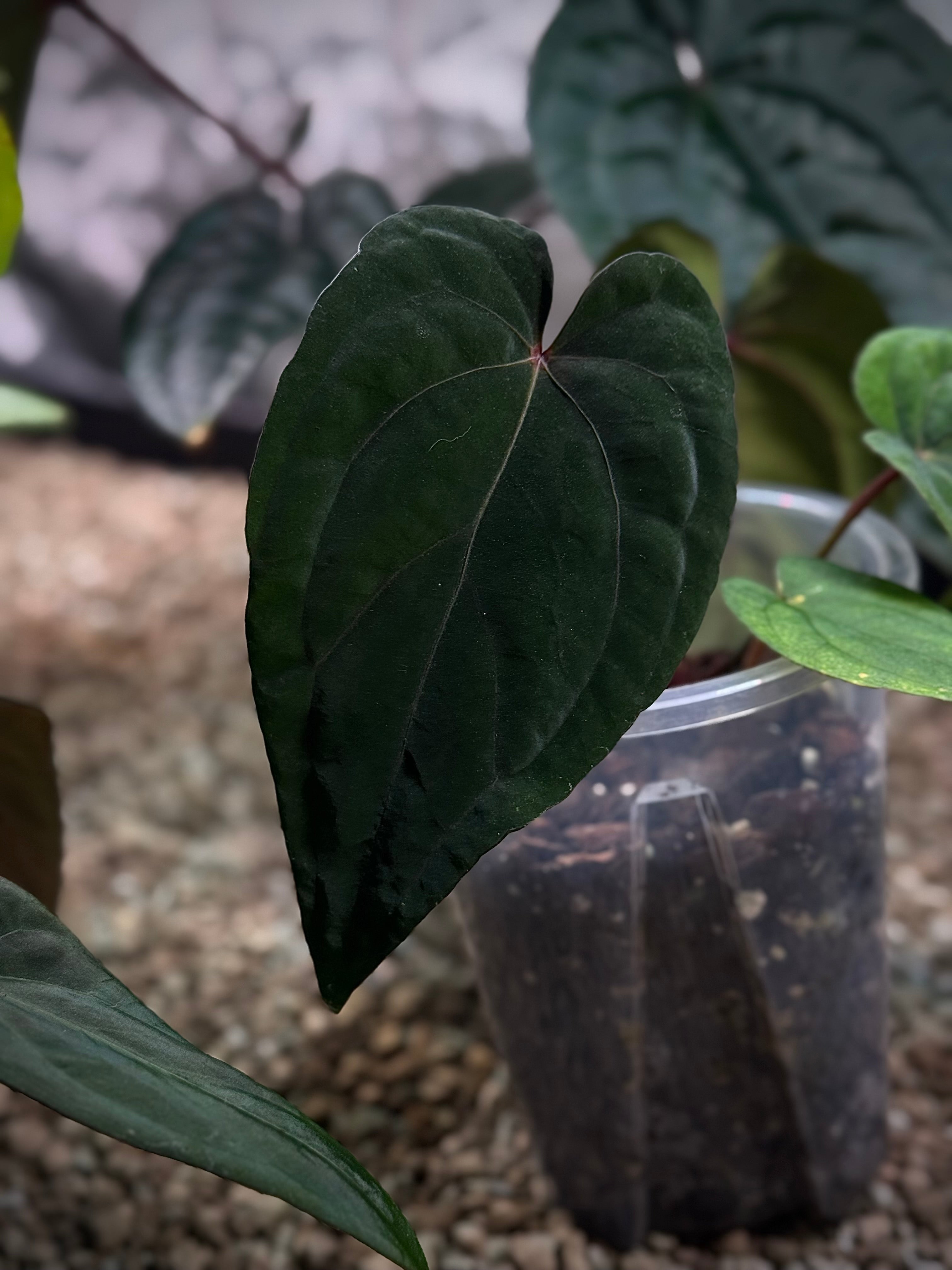 NFS: Anthurium 'Midnight Velvet Deep Ruby' (AU clone) - SMUKHI