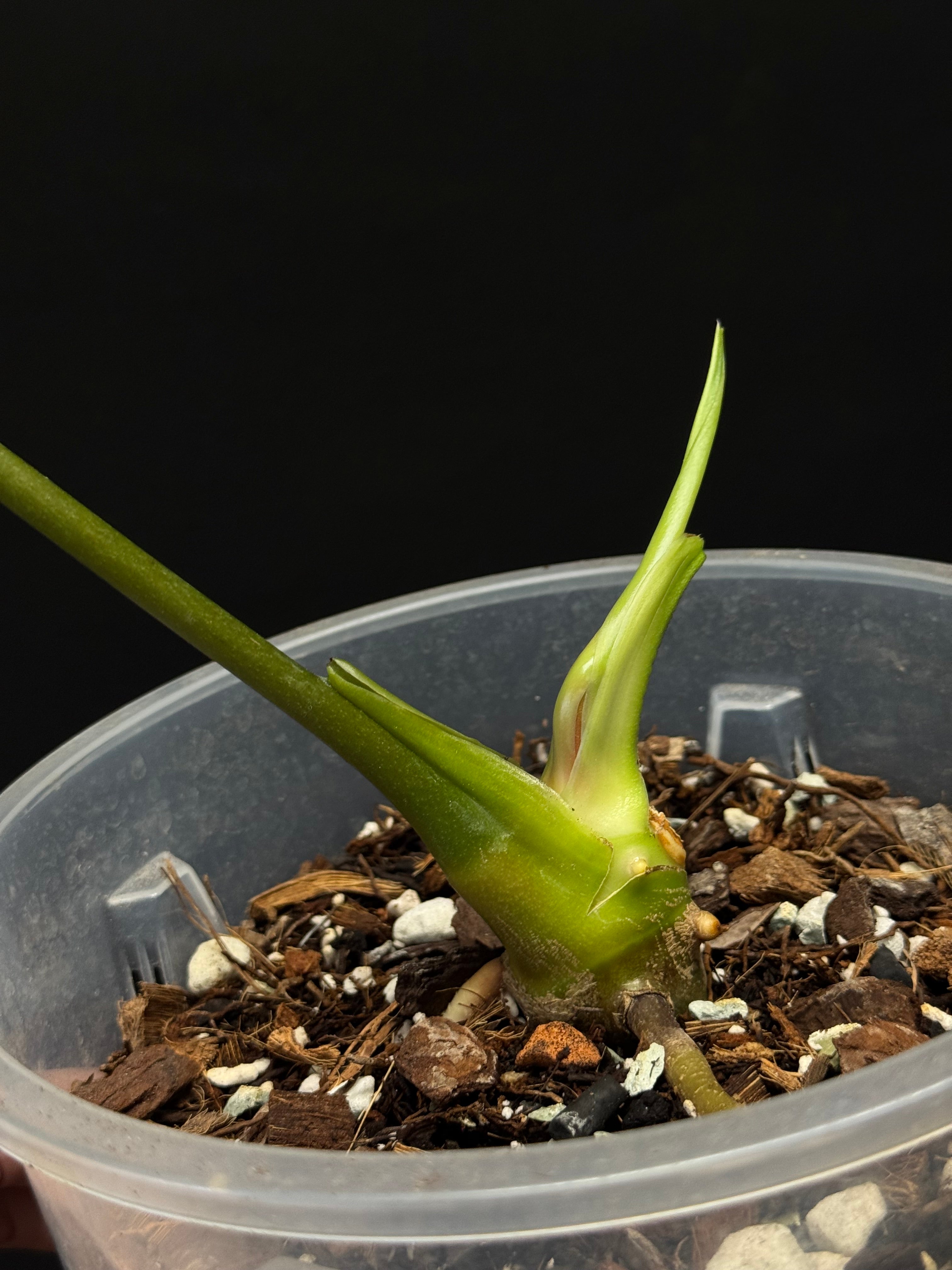 Anthurium Regale