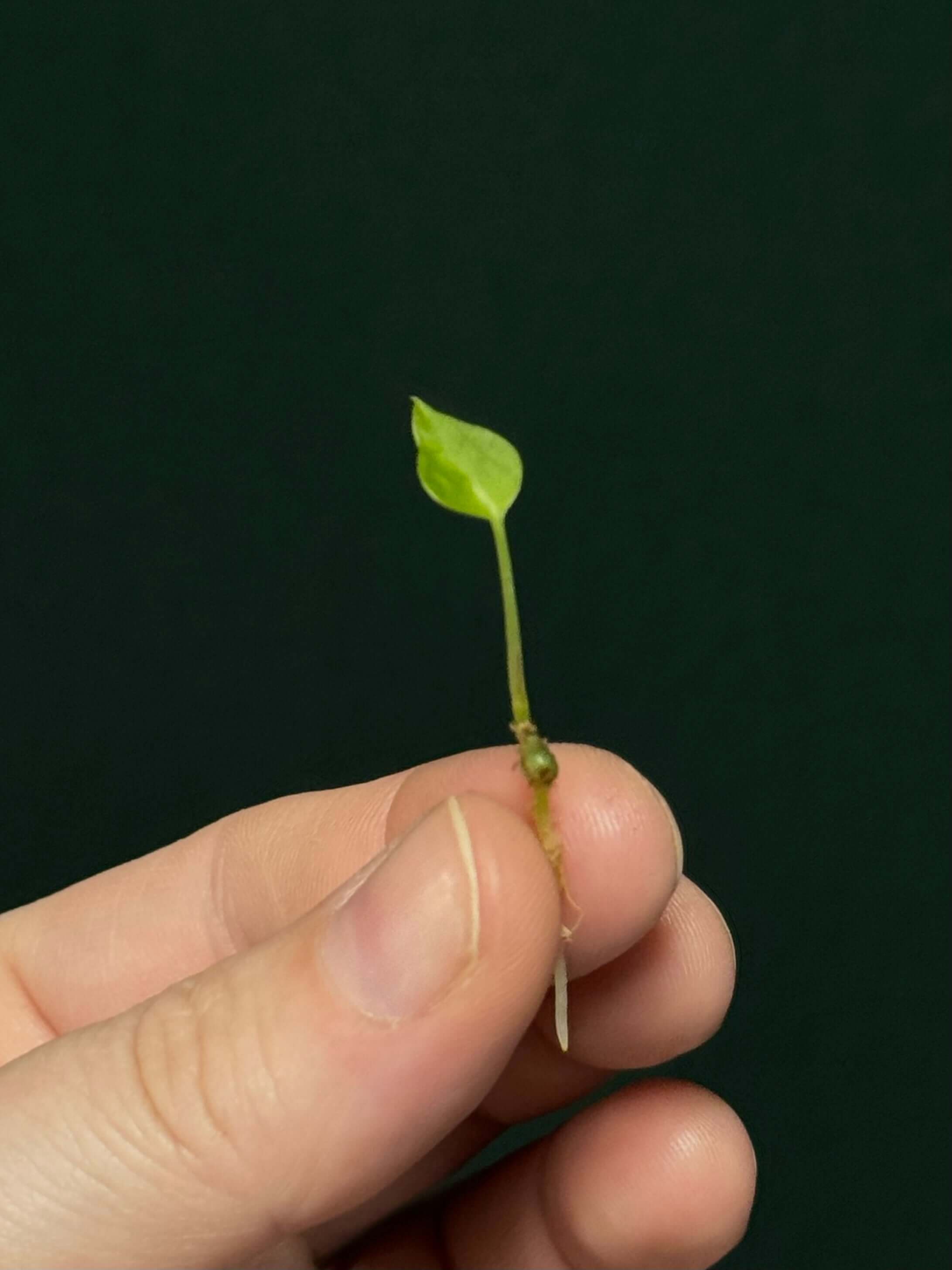 Anthurium Crystallinum x self - Seedlings