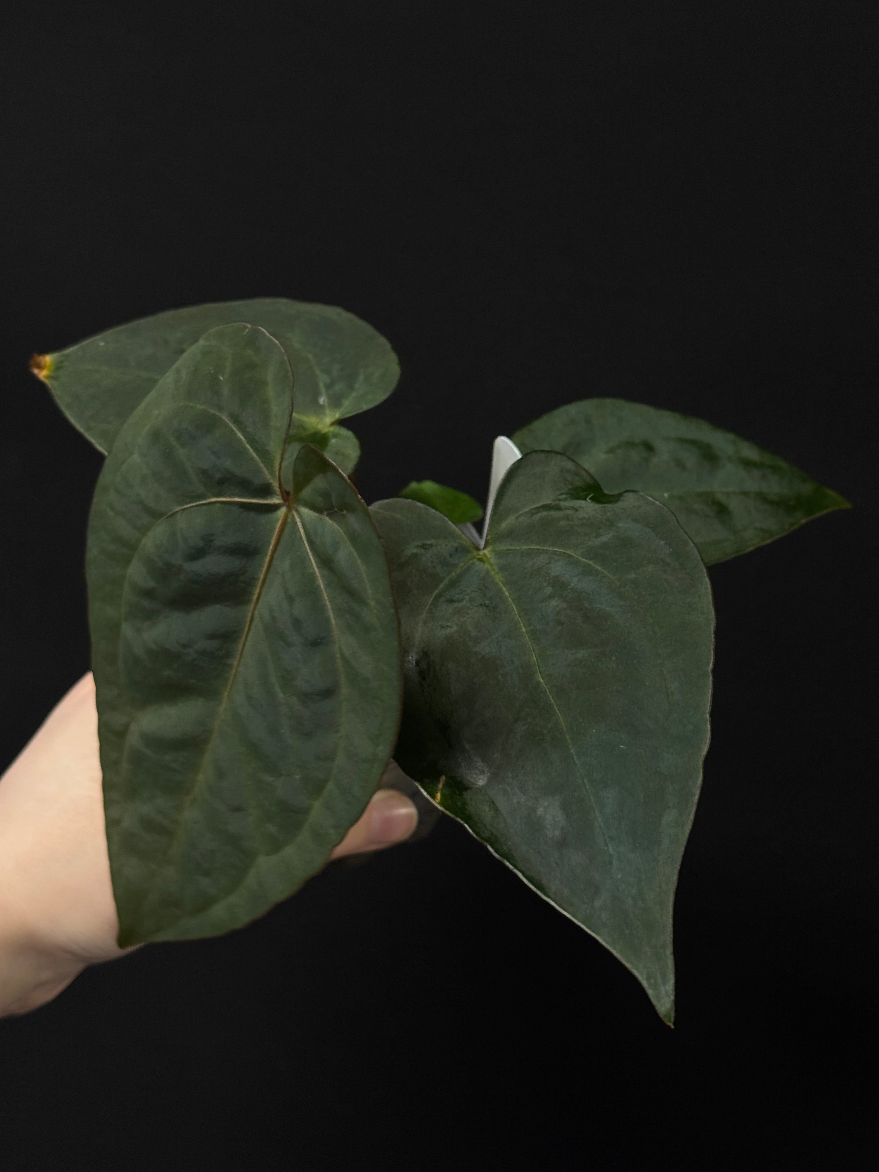 Anthurium (Zara x Michelle) x RVDP