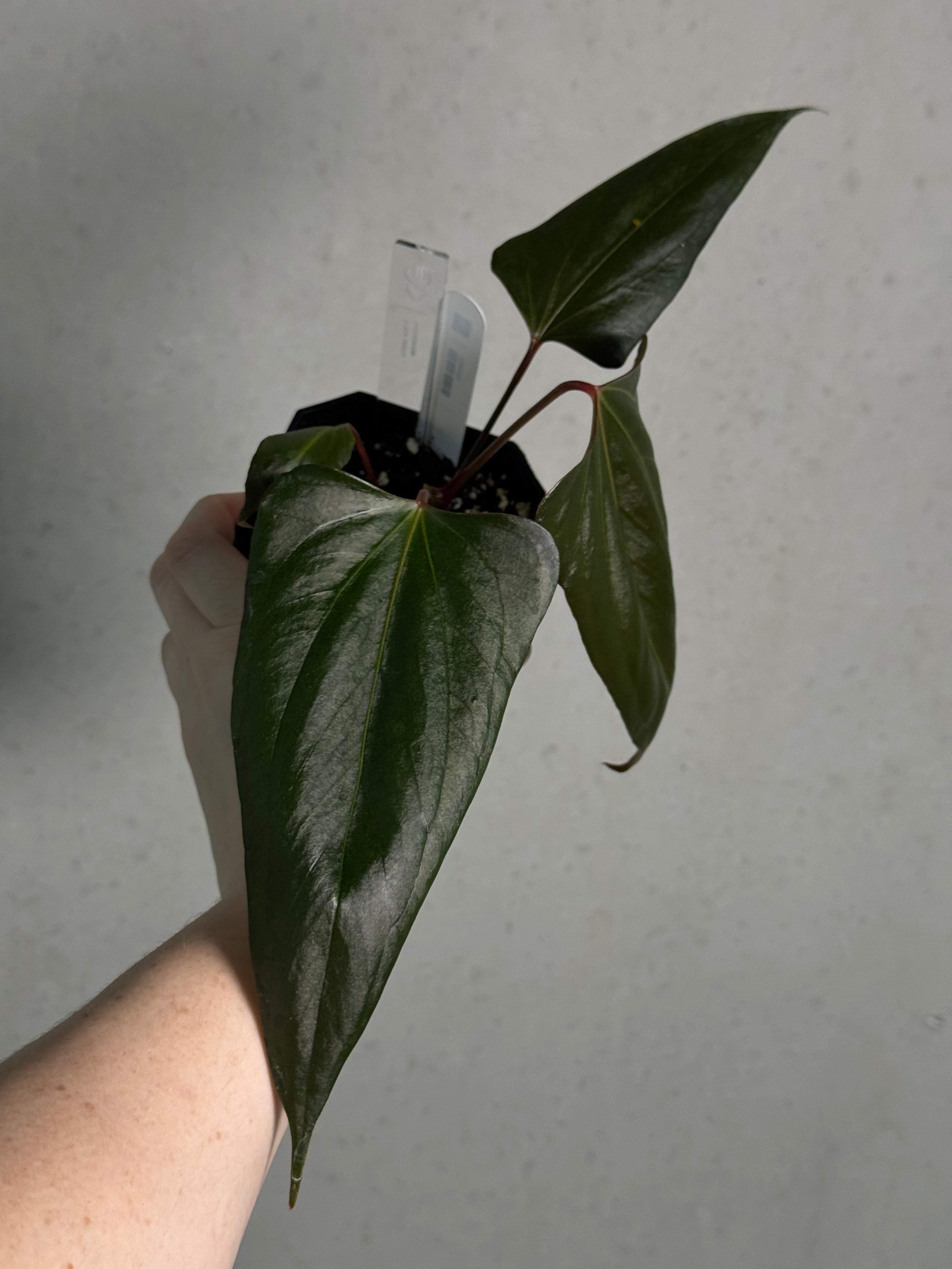 Anthurium ‘Black Sweet’ #2 - Clone - SMUKHI