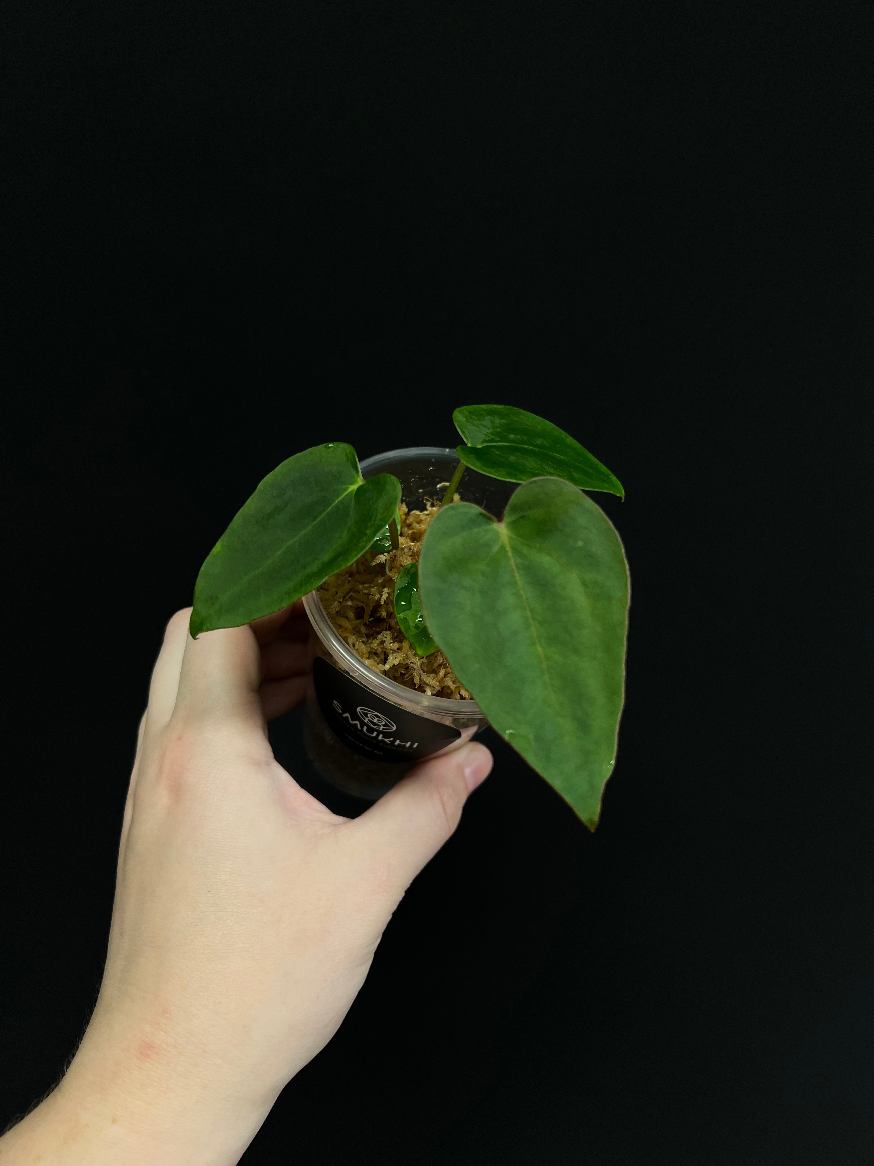 Anthurium Blue Papillilaminum