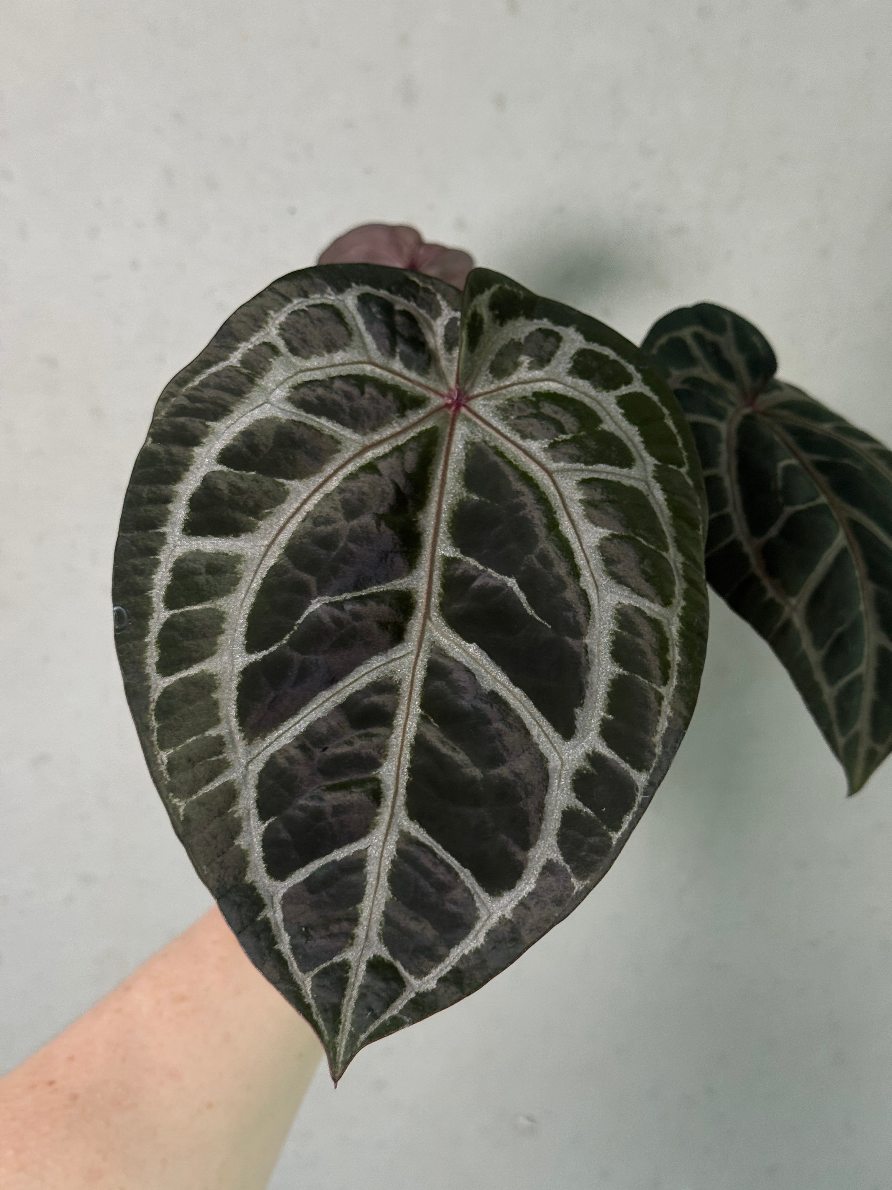 Anthurium Zara '33' and Home, Sweet Home '32' clone plants by DocBlock with lush green leaves in a decorative setting.