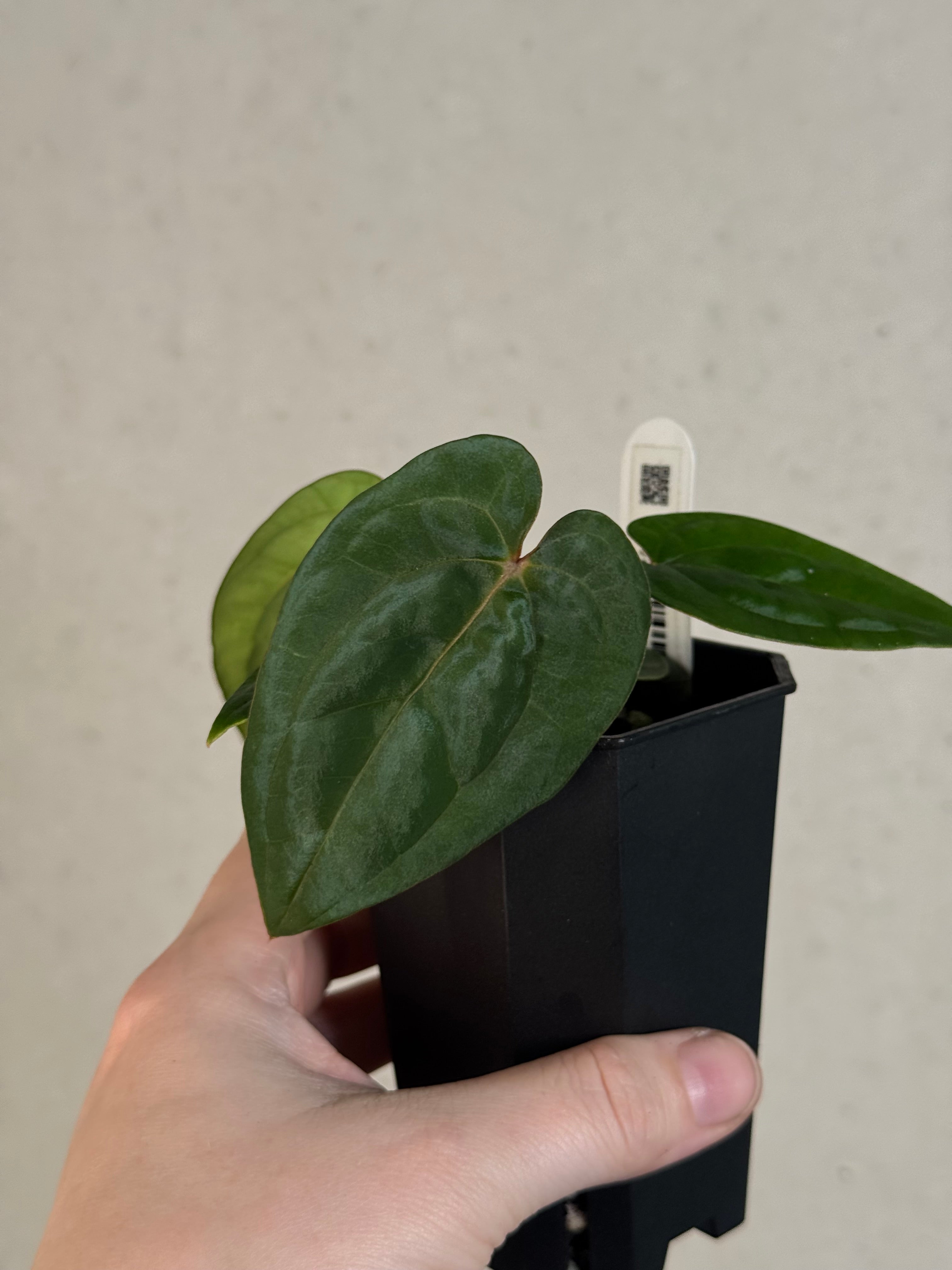Anthurium Dark Phoenix x Ace of Spades Dark Form