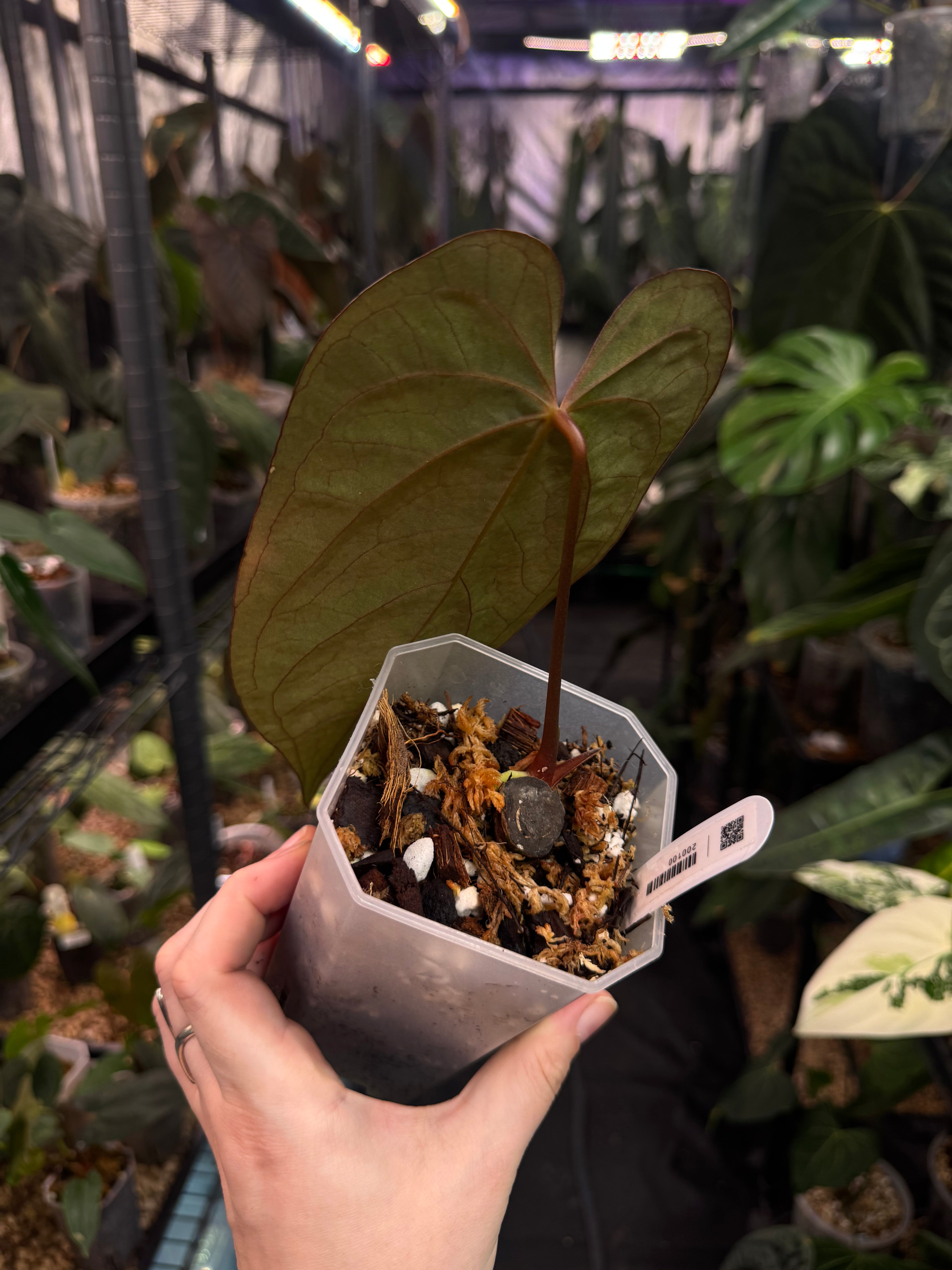 Anthurium Ace of Spades Dark Form x Papillilaminum 'Incurved lobes'