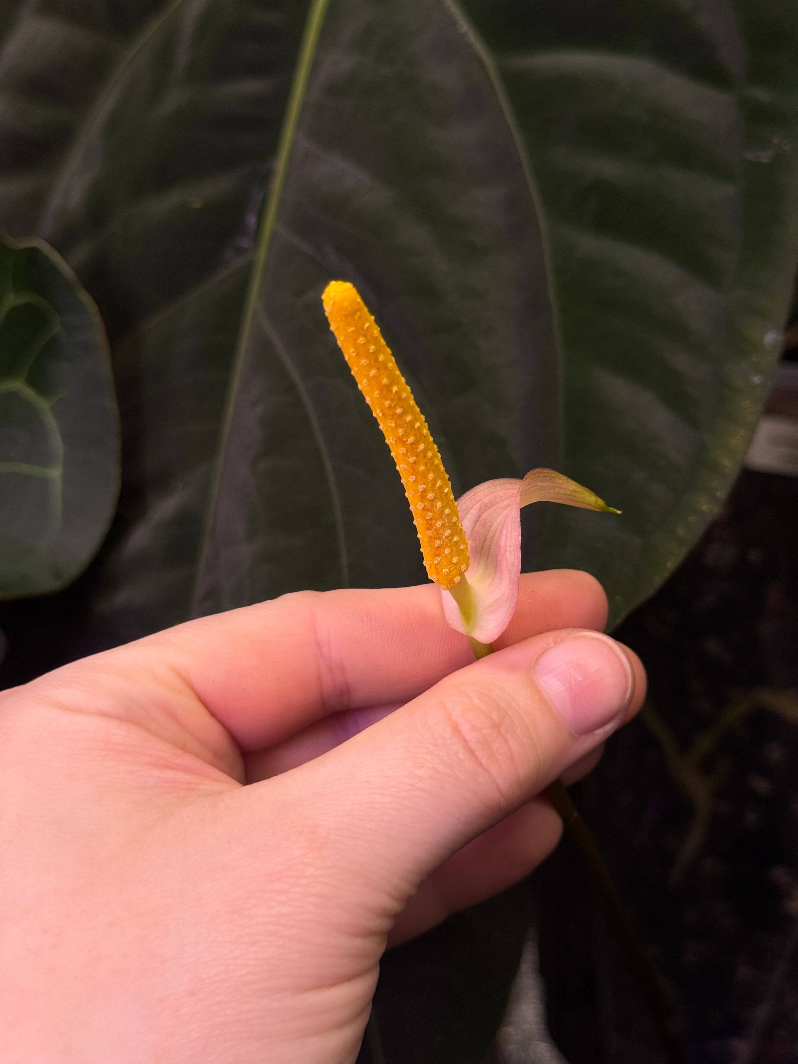 NFS: Anthurium Carlablackiae RD3 x FSxRL 'Grim Reaper' #1 - SMUKHI