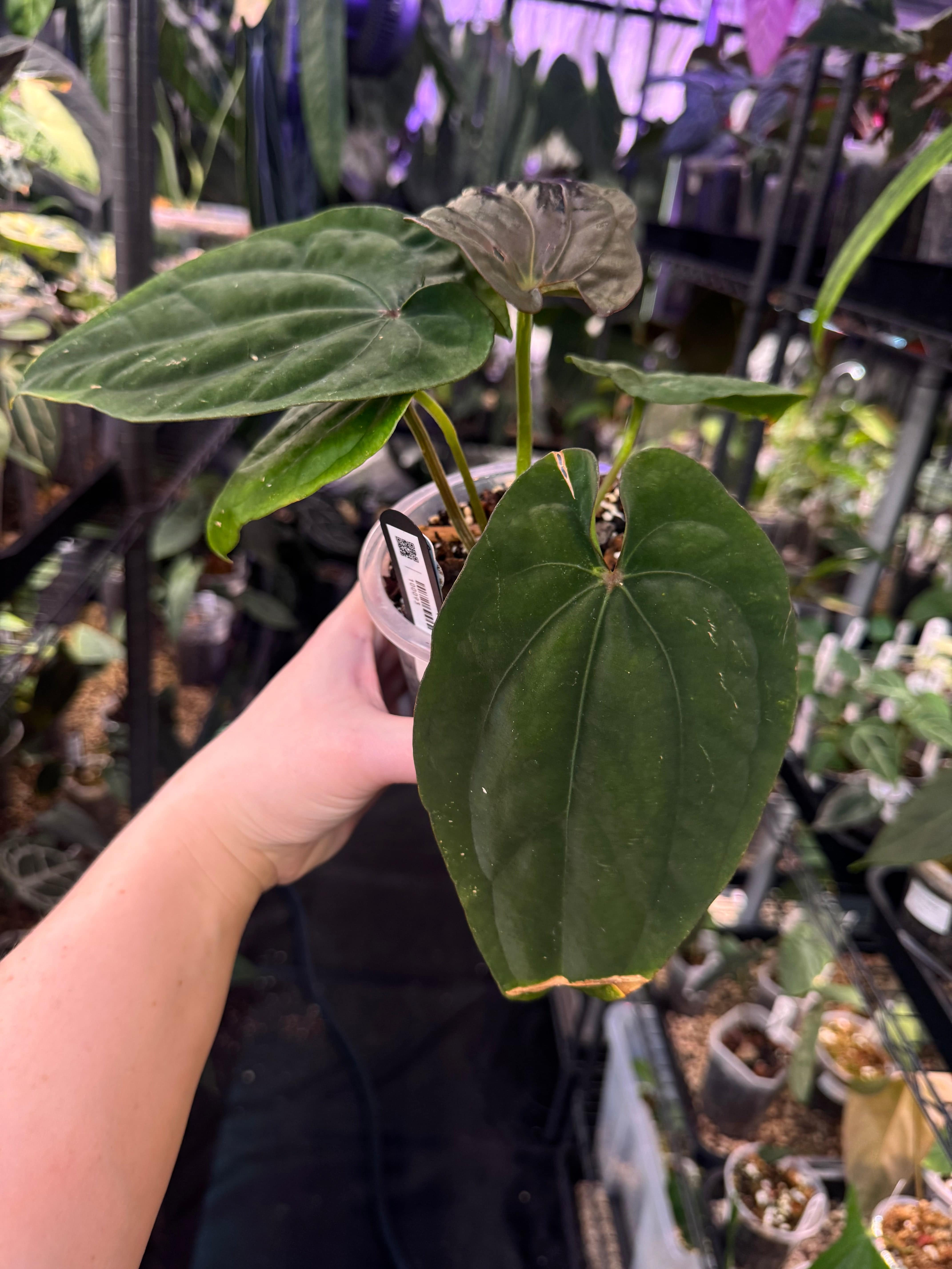 NFS: Anthurium Dressleri RG #2 Clone x ‘Windy’ - SMUKHI