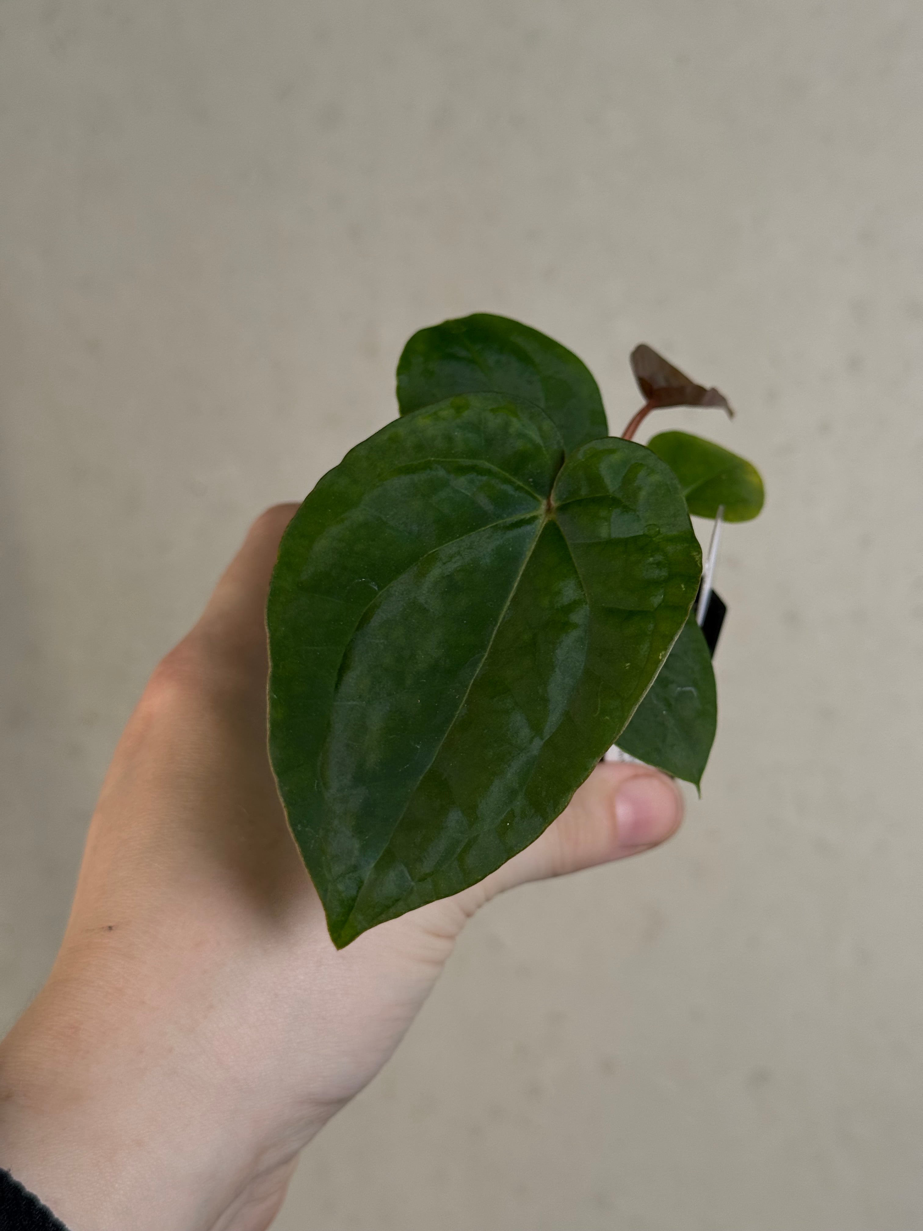 Anthurium Papillilaminum 'Guna Yala' x (Zara x Michelle)