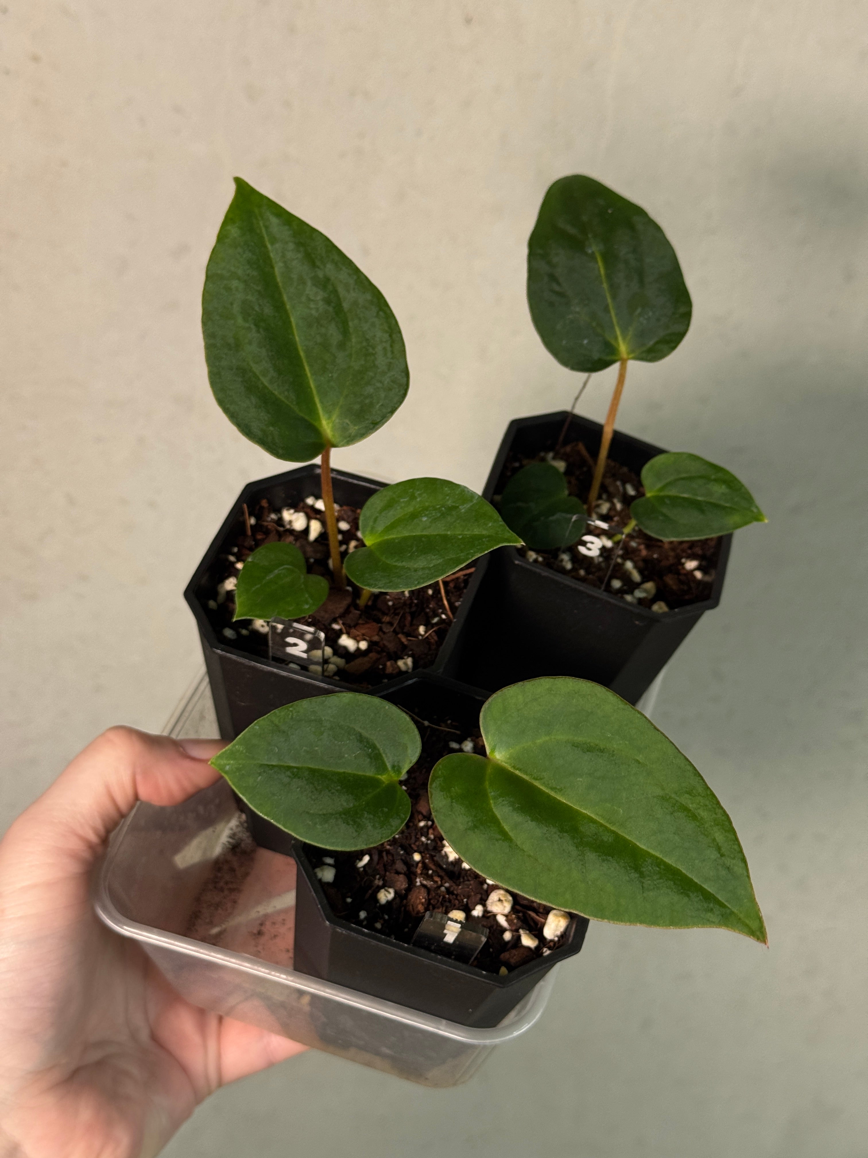 Anthurium Fort Sherman S1 x NSE Carlablackiae x