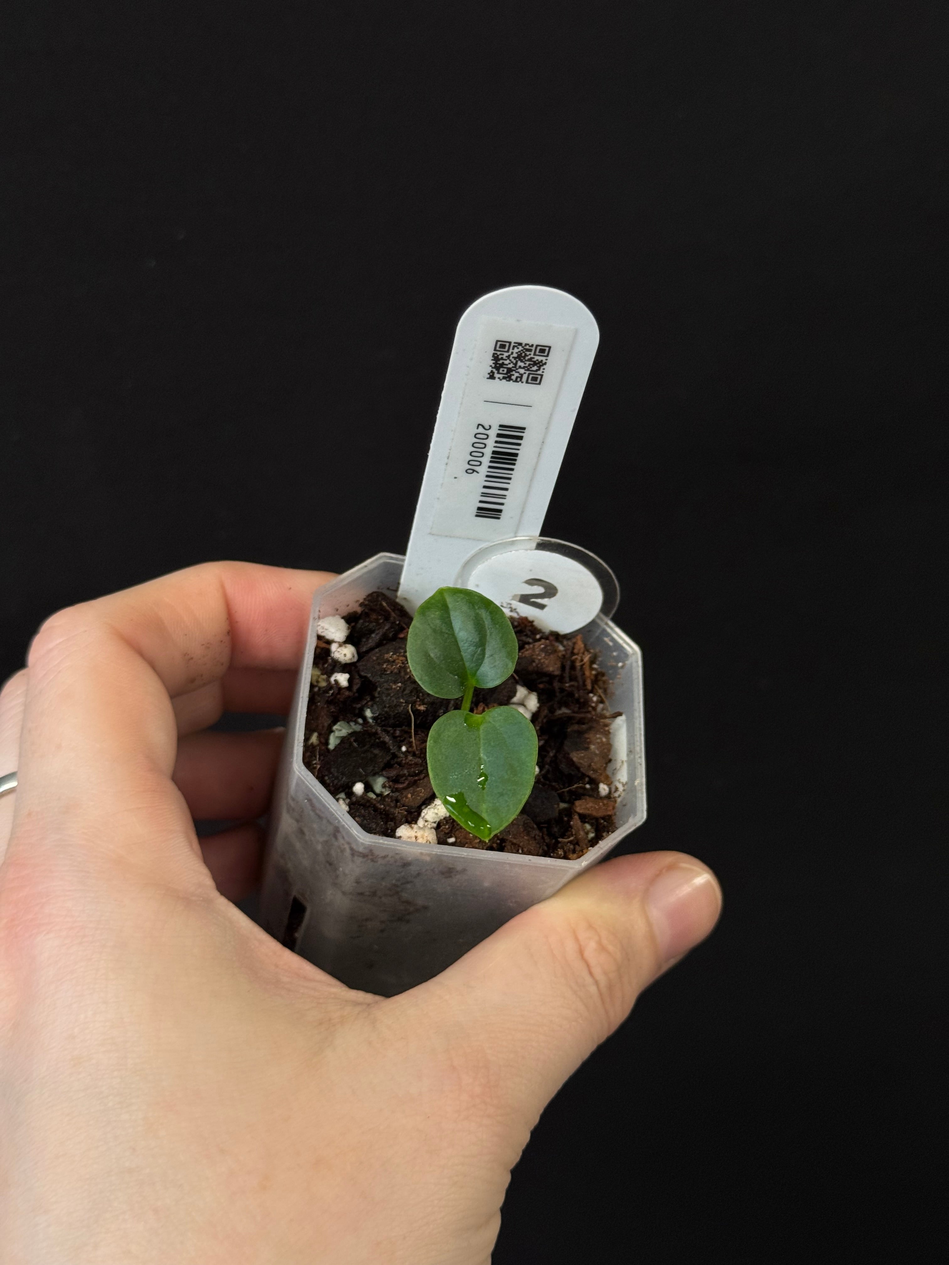 Anthurium BVEP ('Round' x RA1) x (WU1 x 'Oliver')