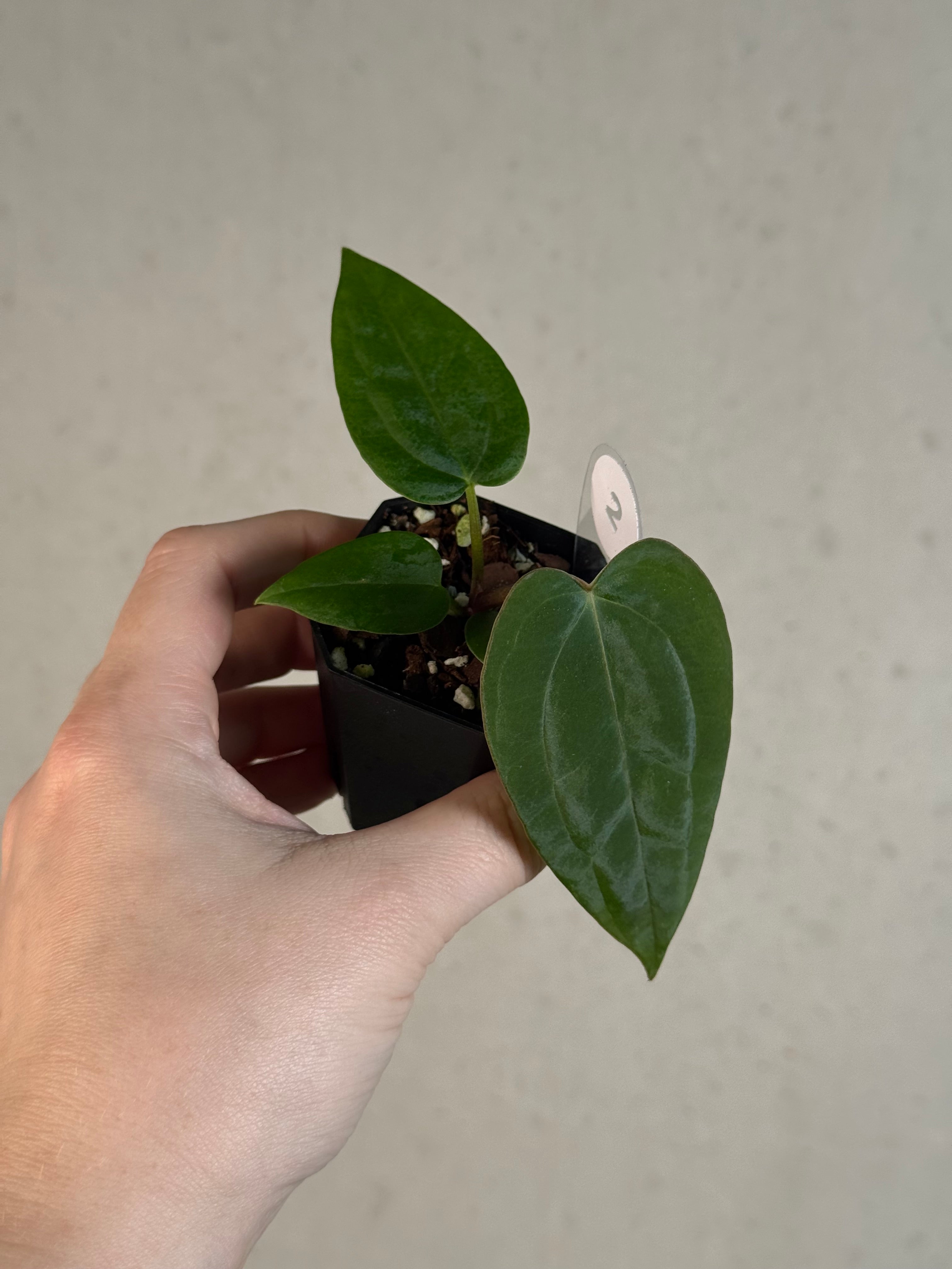 Anthurium (Black Widow x Red Velvet Cake) x (Dressleri RG x Carlablackiae 'Amanda')