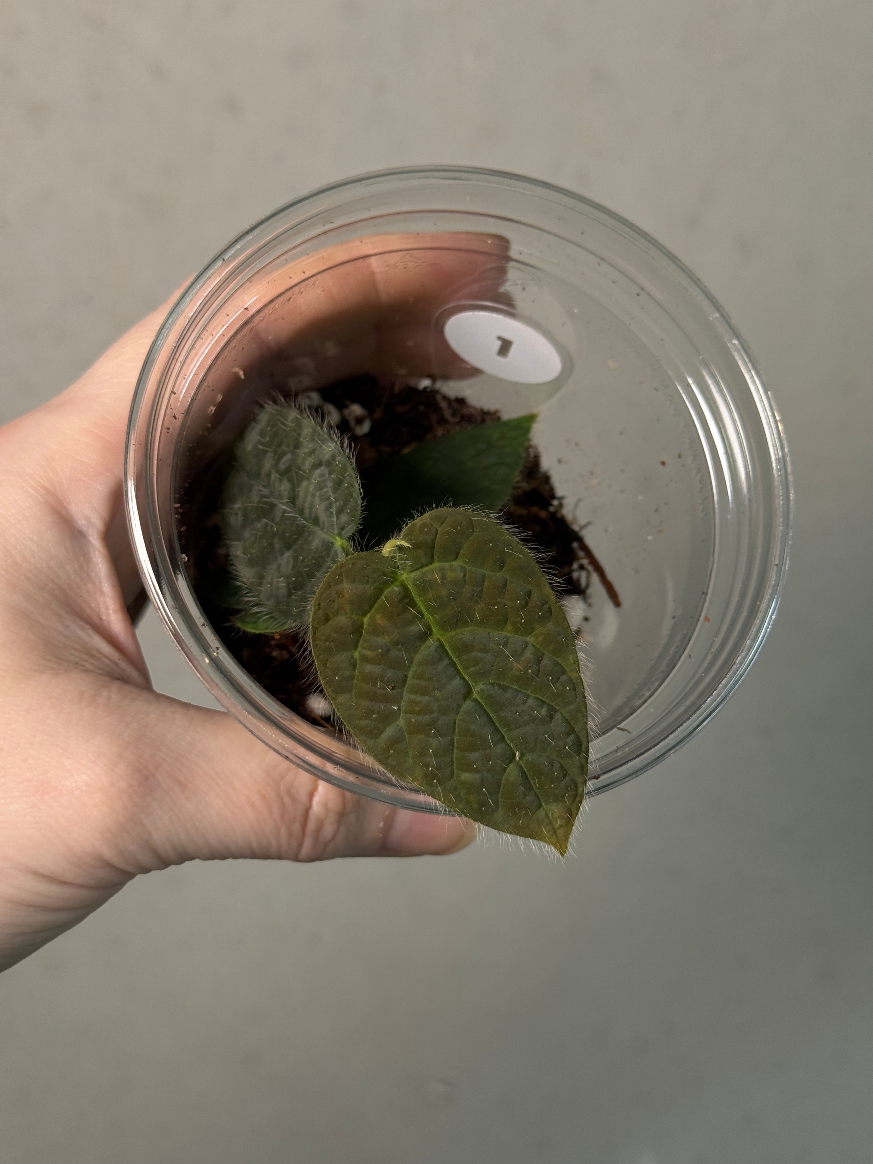 Ficus Villosa - Pre-order - SMUKHI