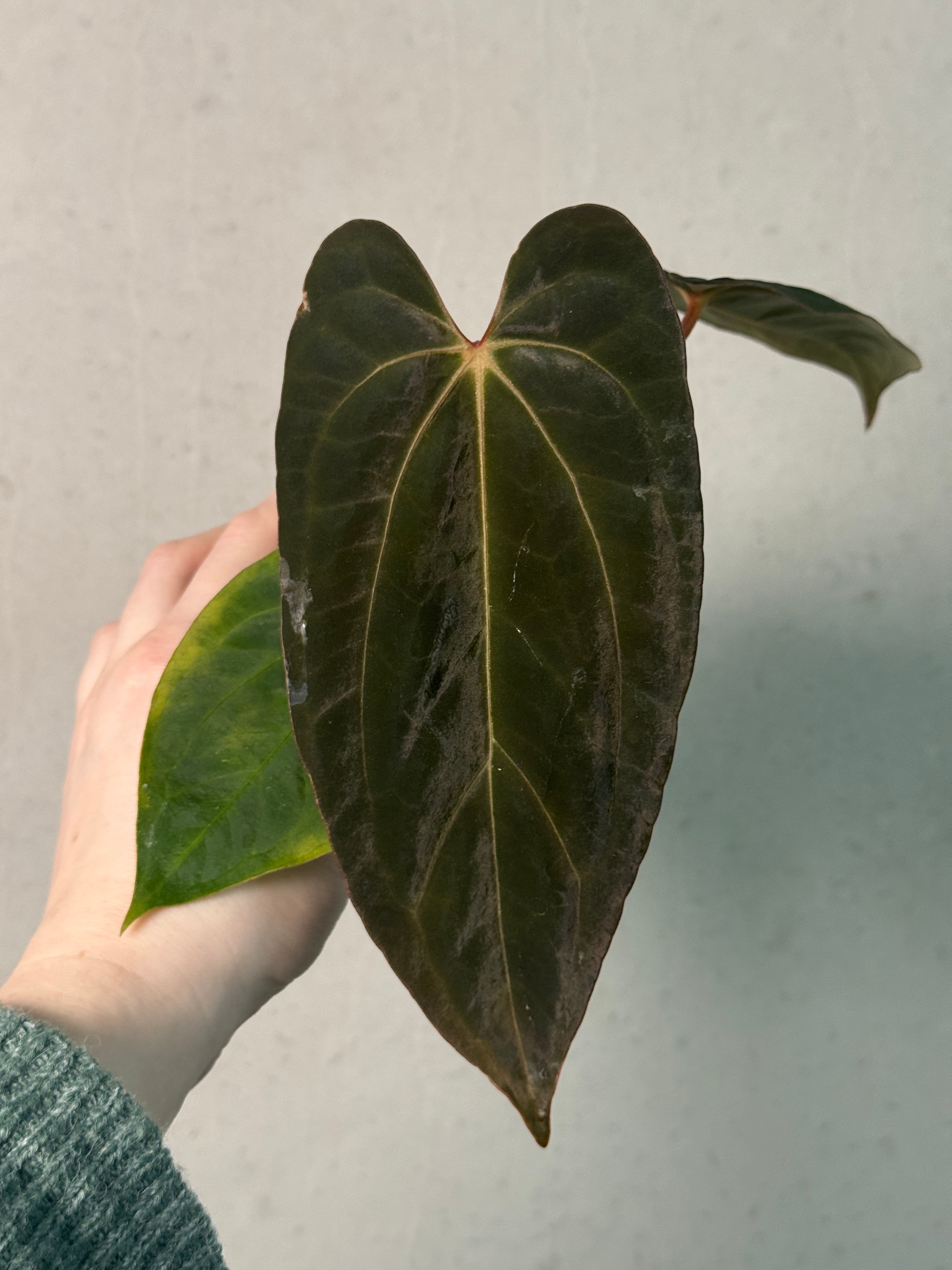 Anthurium Papillilaminum XOne - SMUKHI