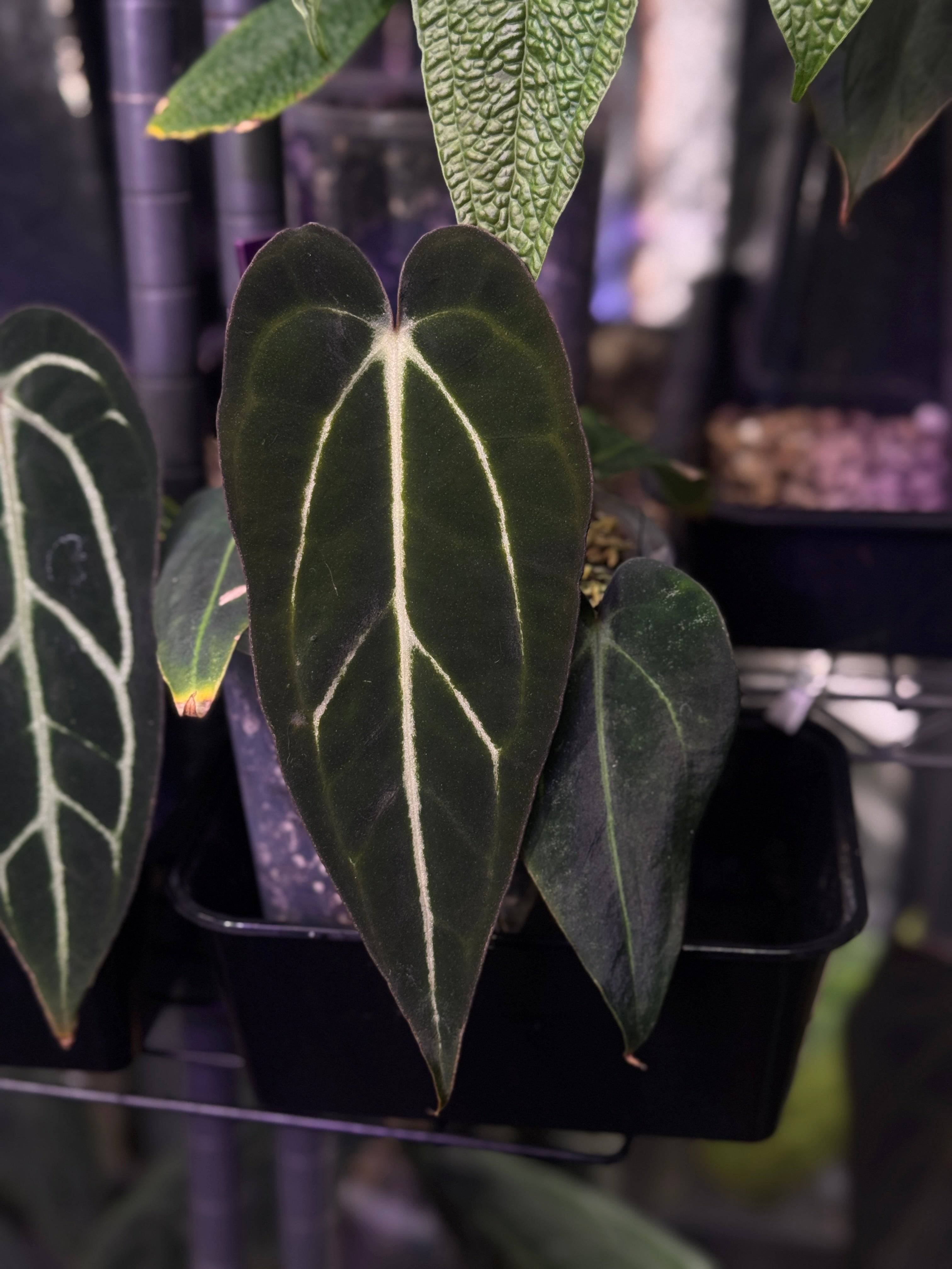 NFS: Anthurium Carlablackiae ‘Round’ x GPH-001 #1 - SMUKHI
