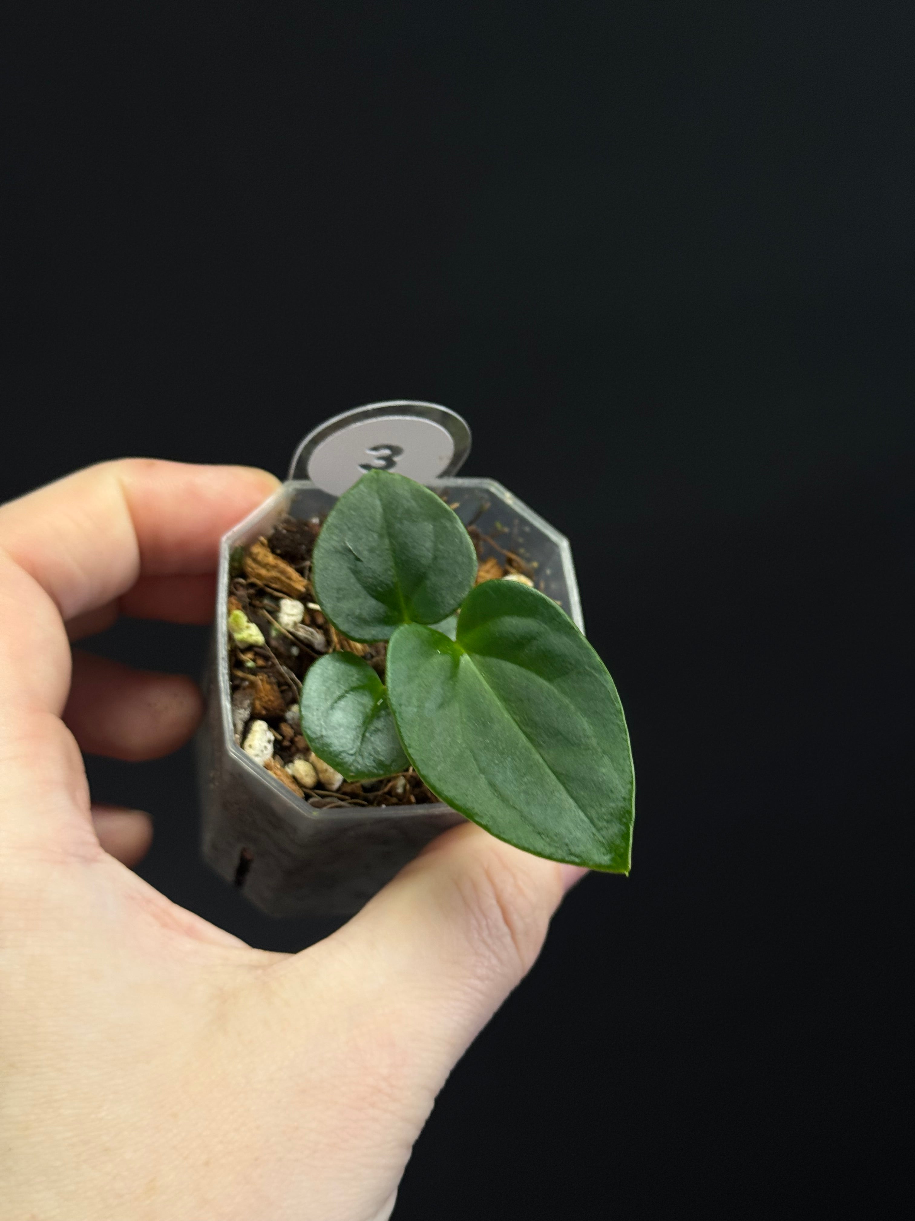 Anthurium Dressleri RG F3 (JV) x self
