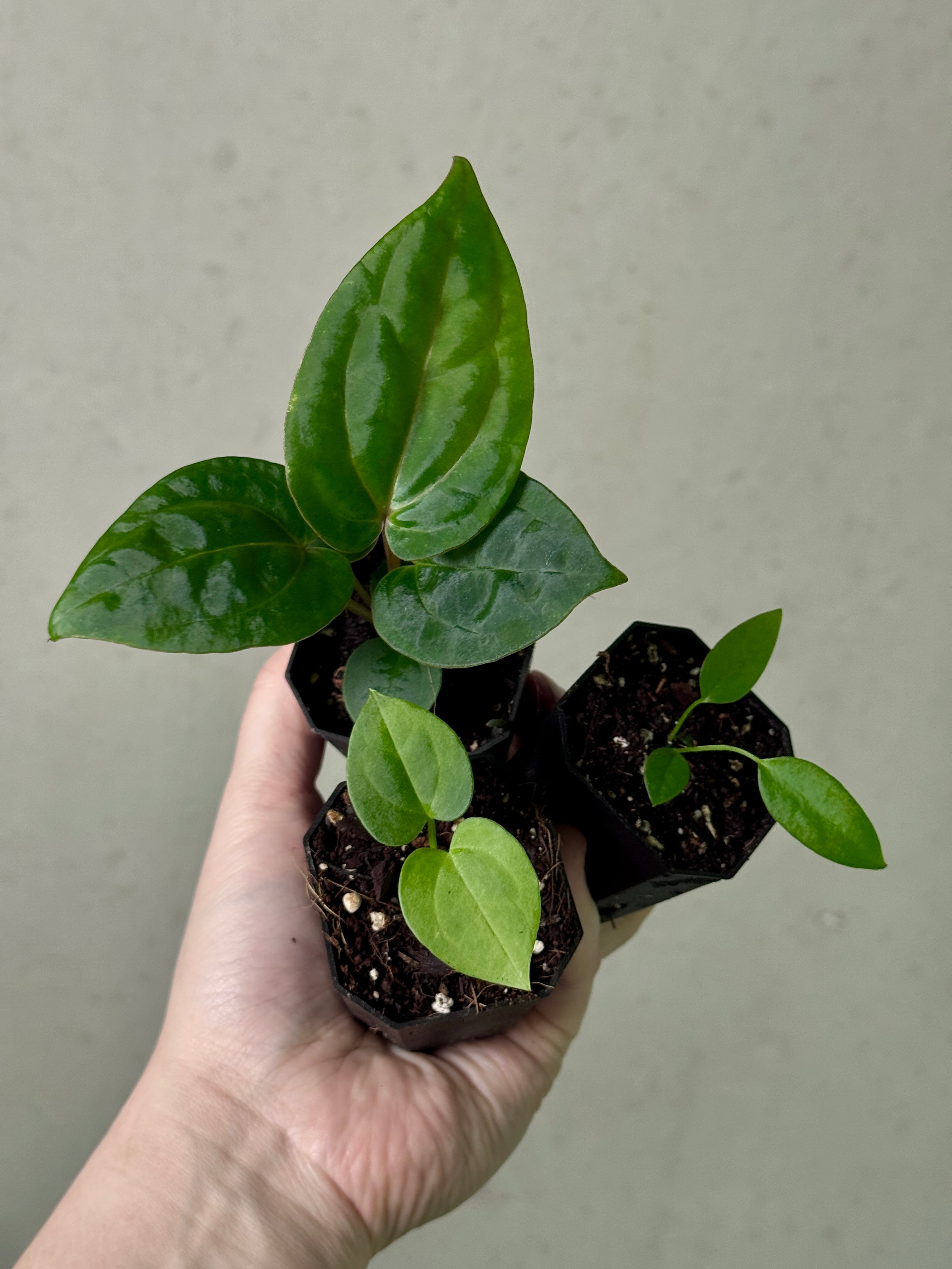 Anthurium Bundle #2