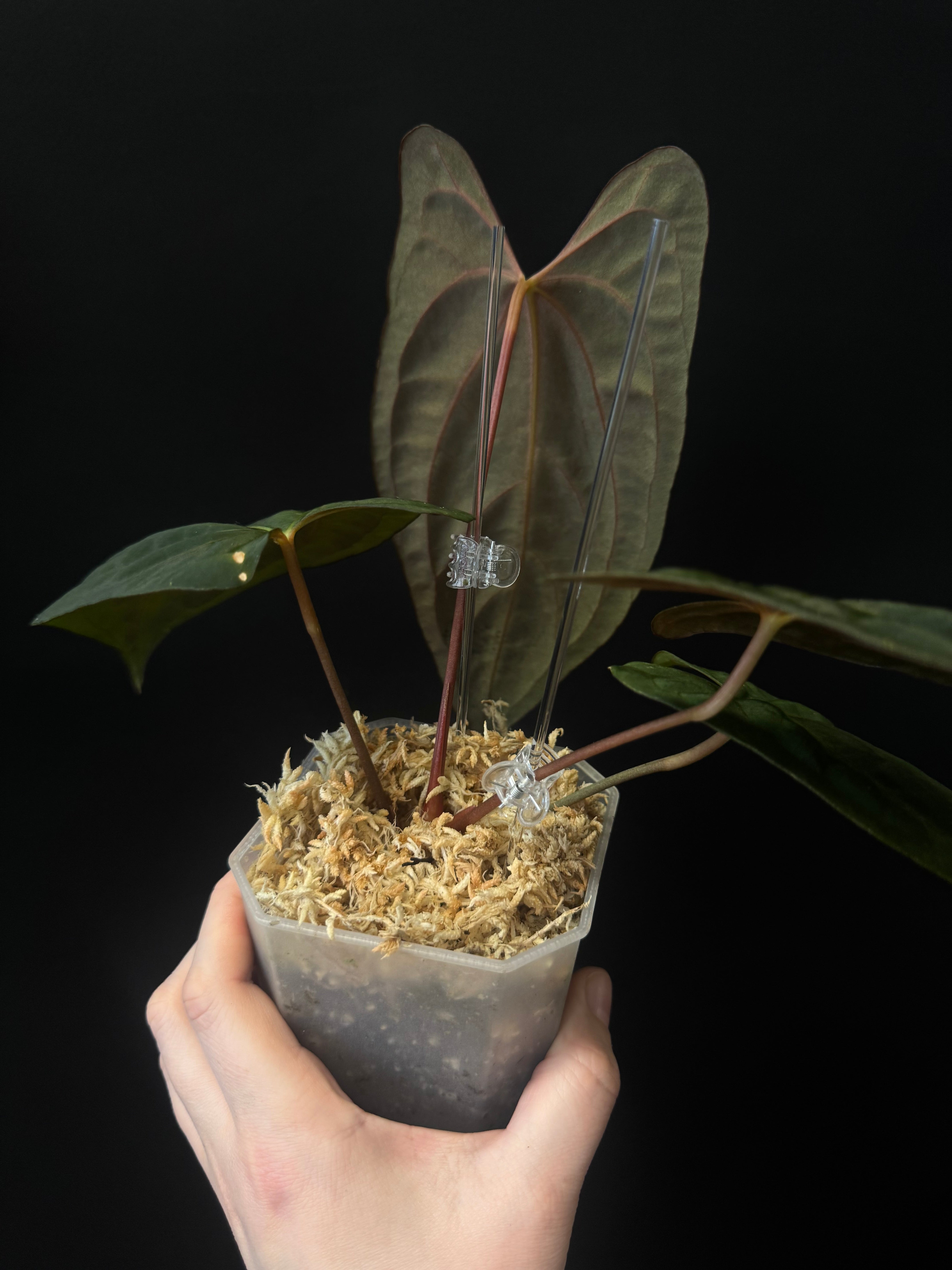 Anthurium Dark Phoenix x Fort Sherman