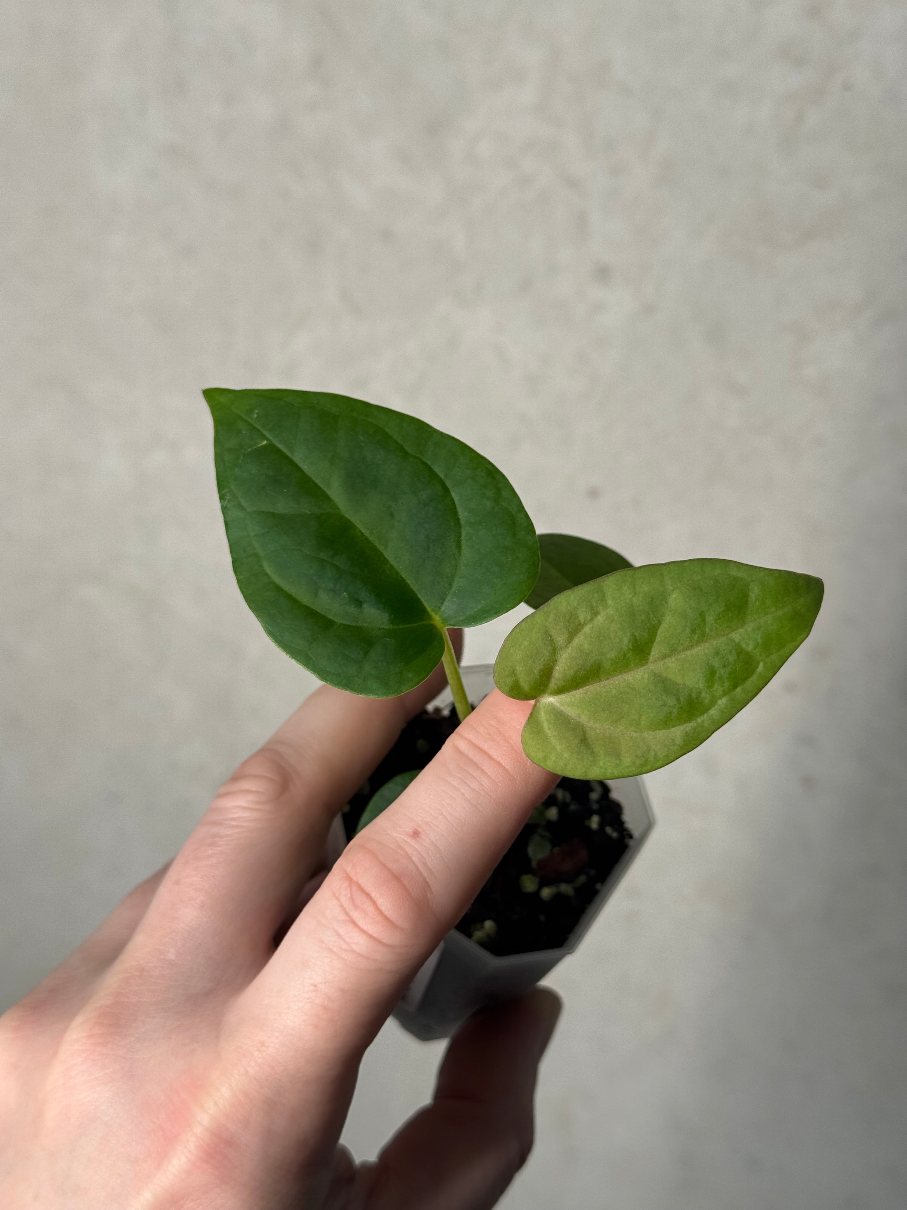 Anthurium (Blue Papillilaminum x Forgetii) x (Papillilaminum XOne x XOne)
