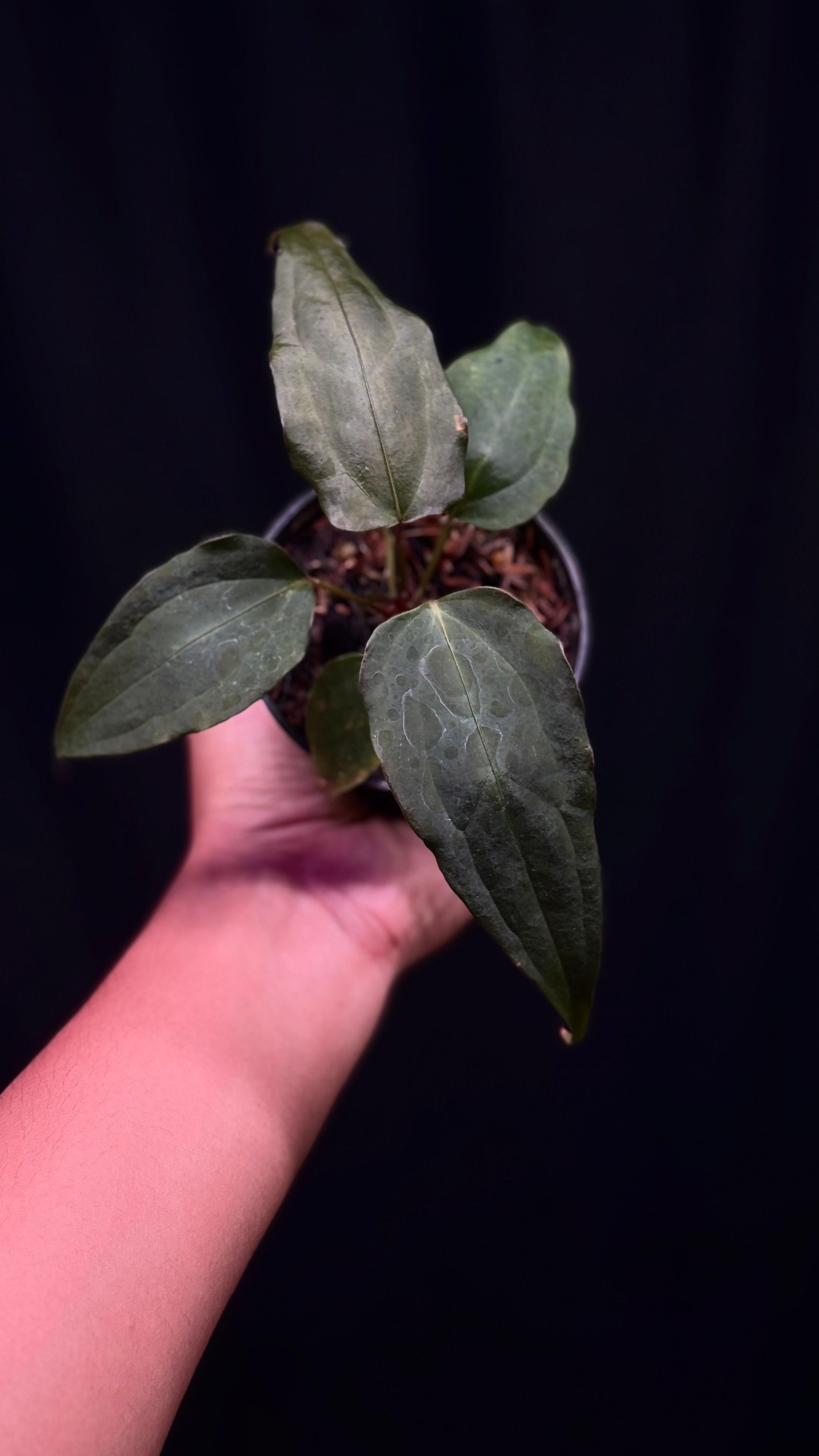 NFS: Anthurium Indo Portillae x Red Vein Dark Phoenix - SMUKHI