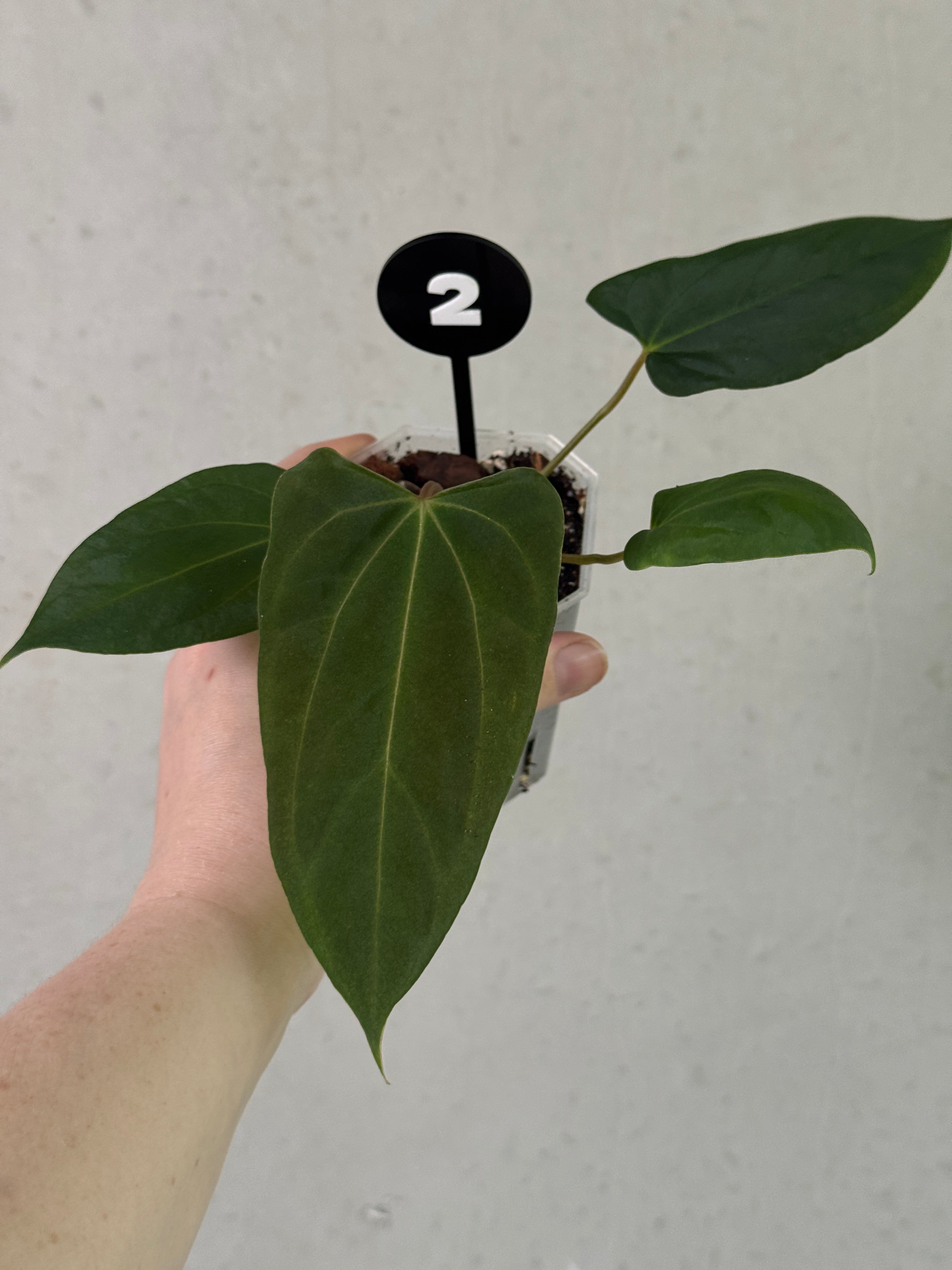 Anthurium 'Grim Reaper' x Portillae 'Dorito' plant from Crystallinaminum, showcasing dark variegated leaves and unique foliage.