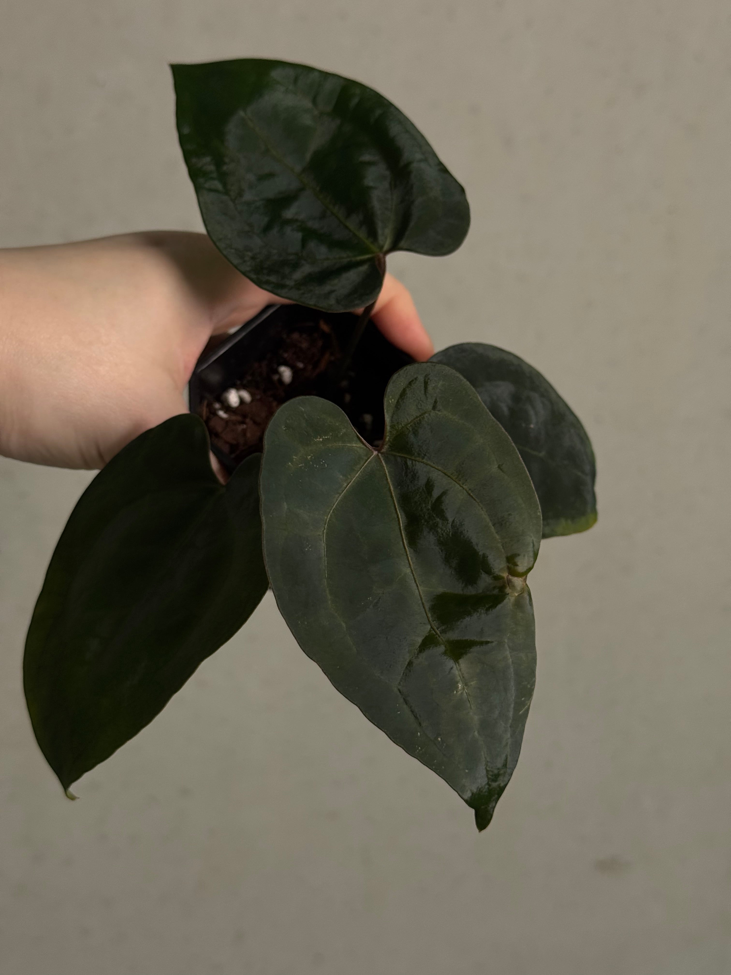 Anthurium Ace Of Spades Dark Form F1 (SKG) - SMUKHI