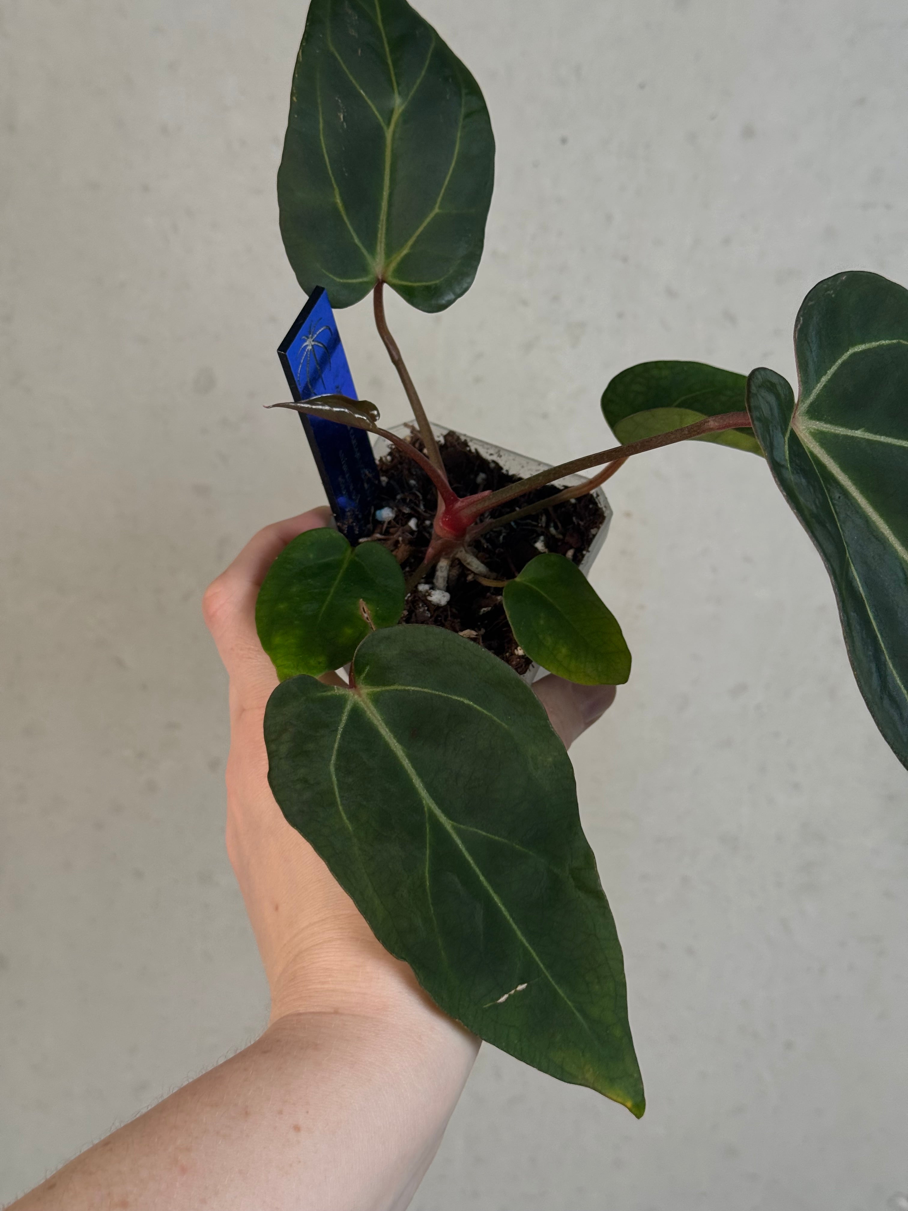 Anthurium Carlablackiae ('Round' x GPH-001) x Portillae 'Dorito'