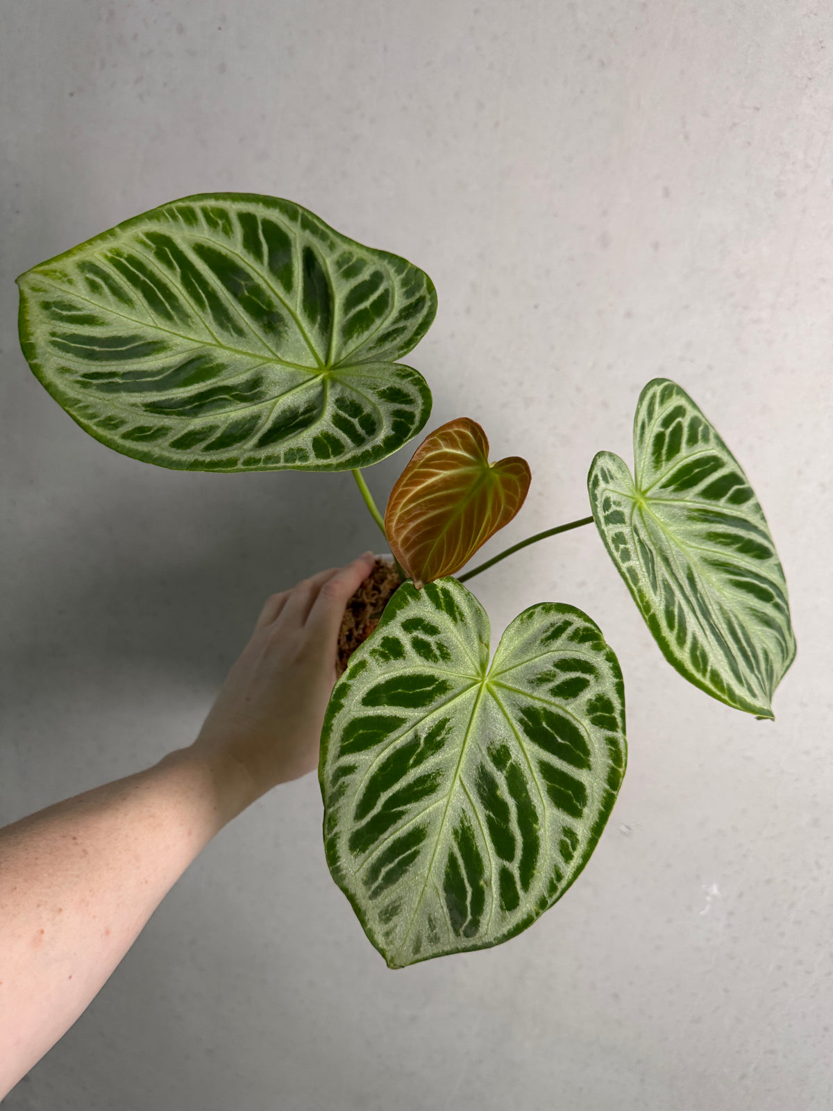 Anthurium 'Silver Blush' plant with glossy green leaves and silver-tinged flowers, showcased in a natural indoor setting.