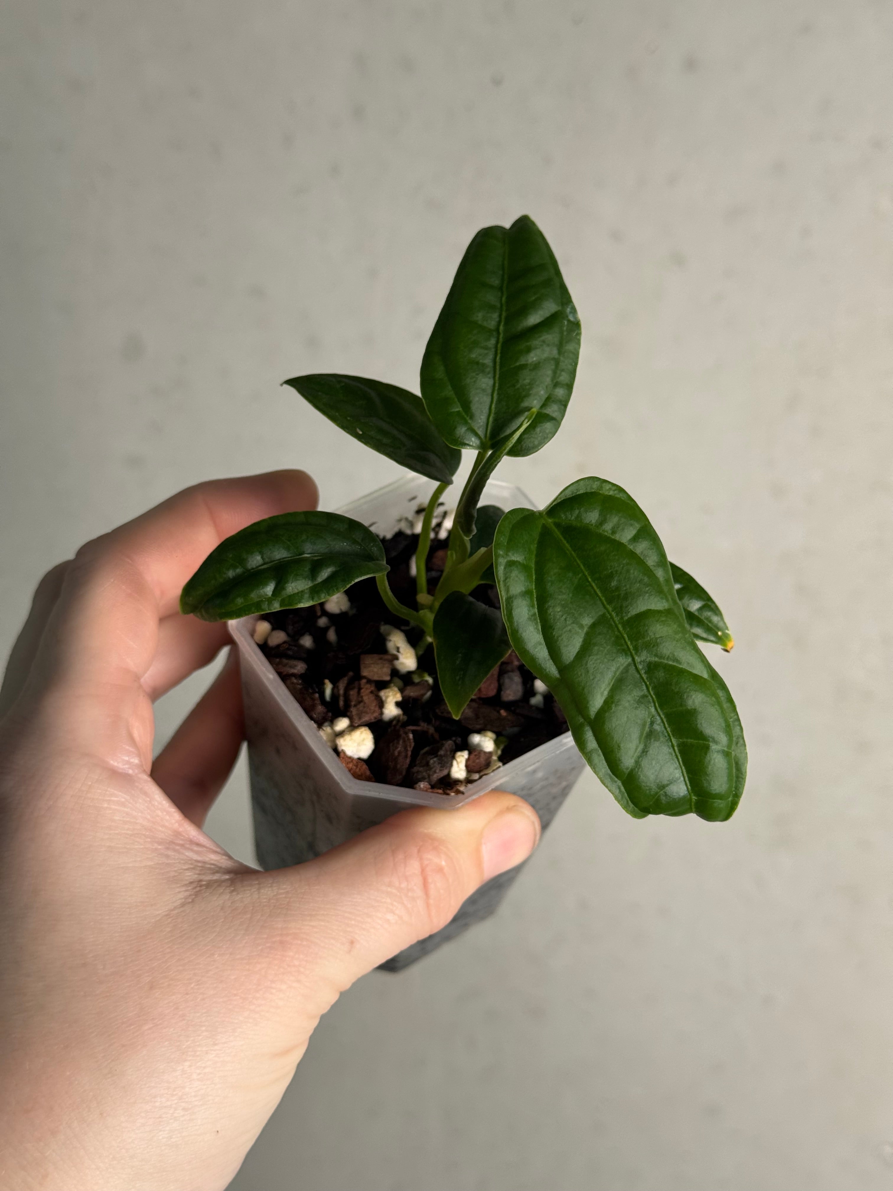 Anthurium Lappoanum S1
