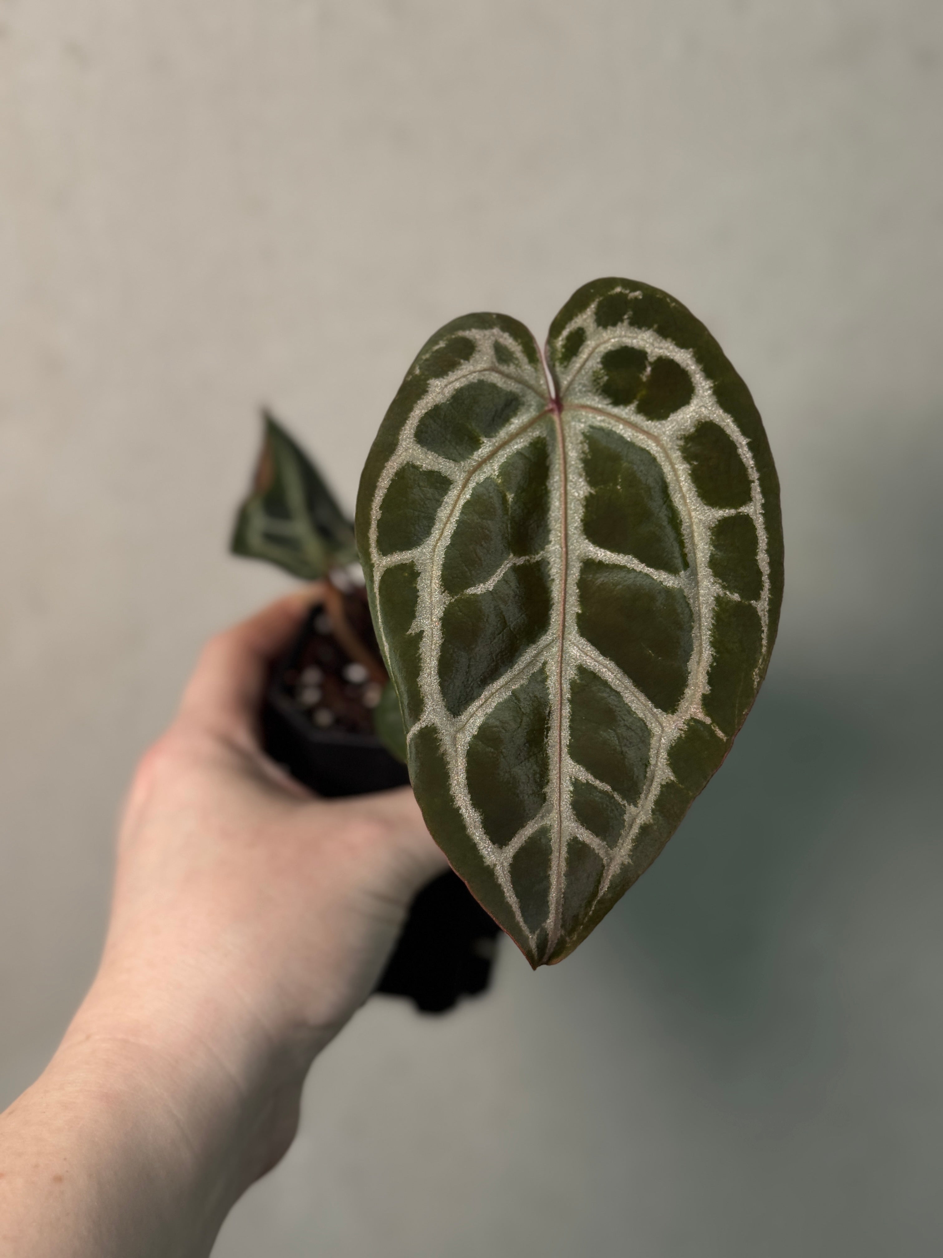 Anthurium Michelle '10' x Michelle Long '20' - Clone - SMUKHI