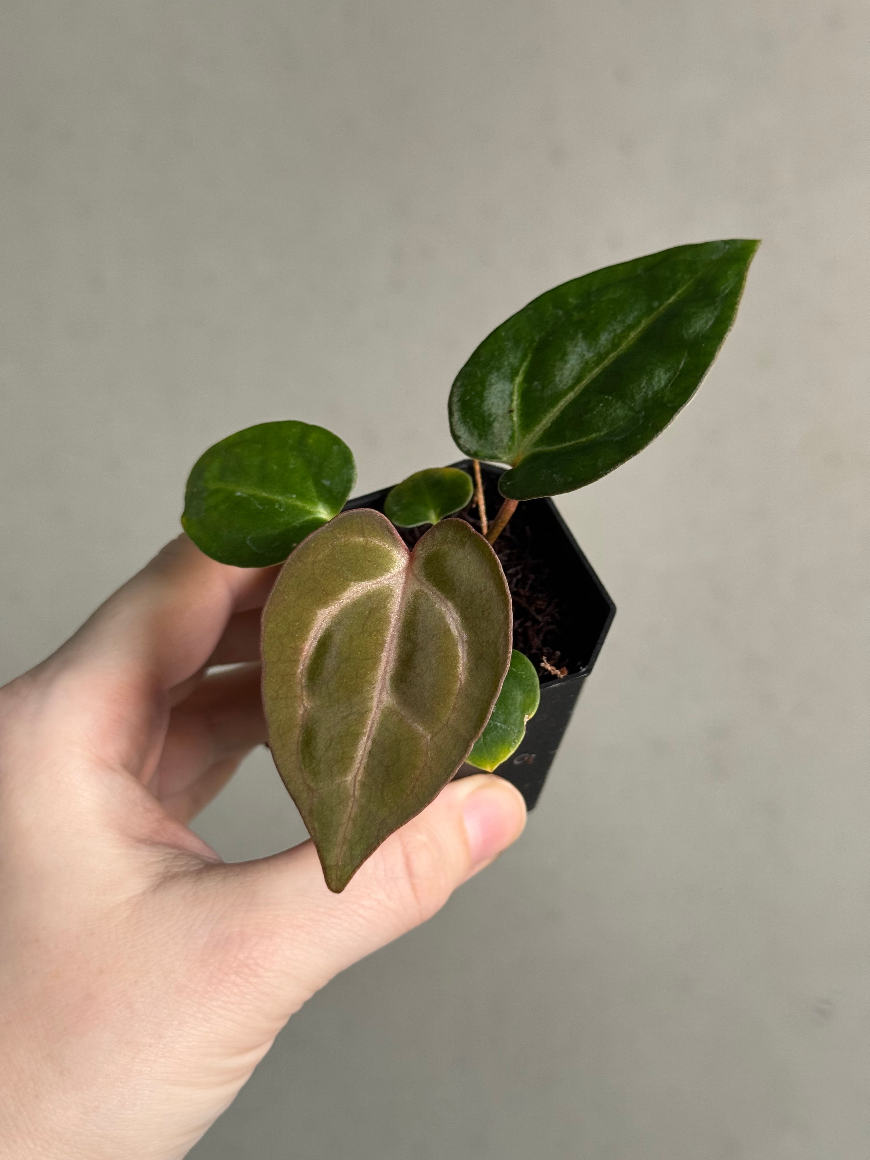 Anthurium Carlablackiae PM2 x PM1