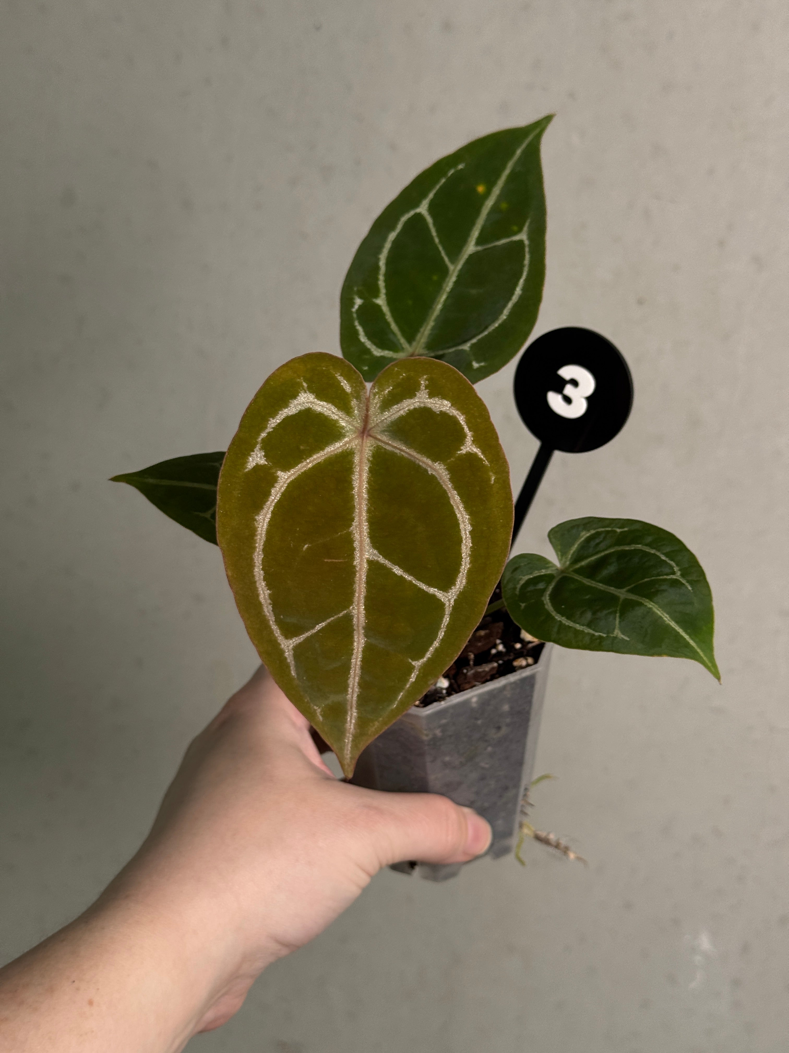 Anthurium Michelle x Forgetii