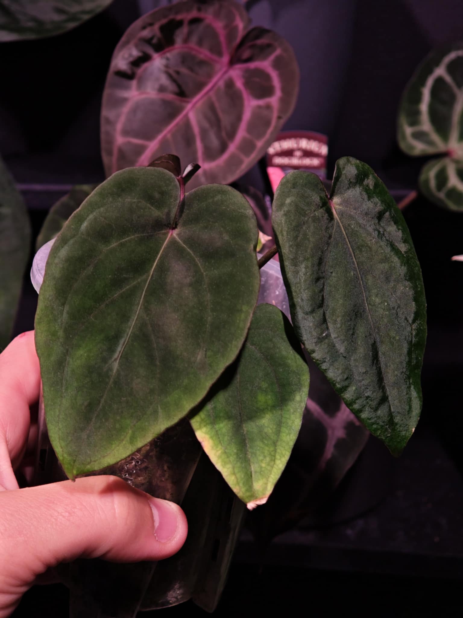 NFS: Anthurium 'Midnight Velvet' #2 - SMUKHI