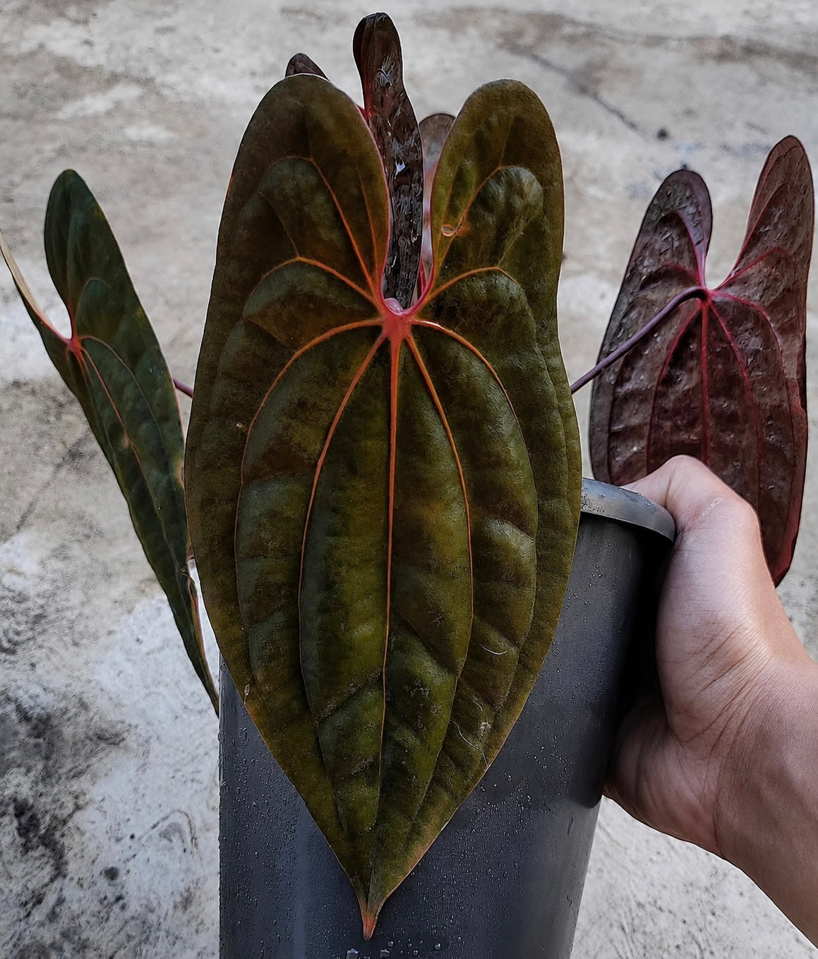 Anthurium RVDP ‘Selected’ clone plant with vibrant green leaves and red spathes, displayed in a pot.