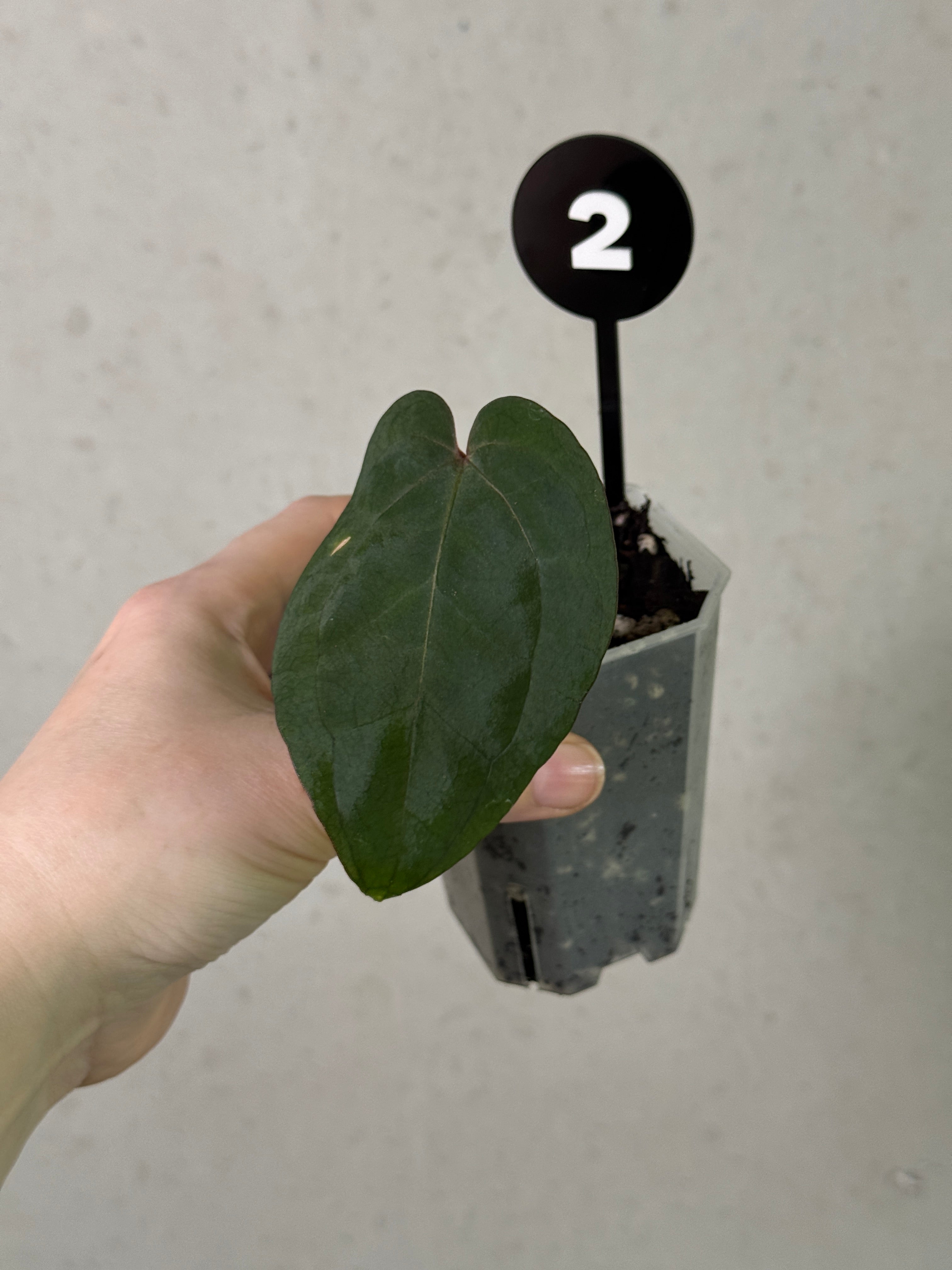 Anthurium Ace of Spades F1 plant from Crystallinaminum, showcasing glossy dark leaves and distinctive spade-shaped foliage.