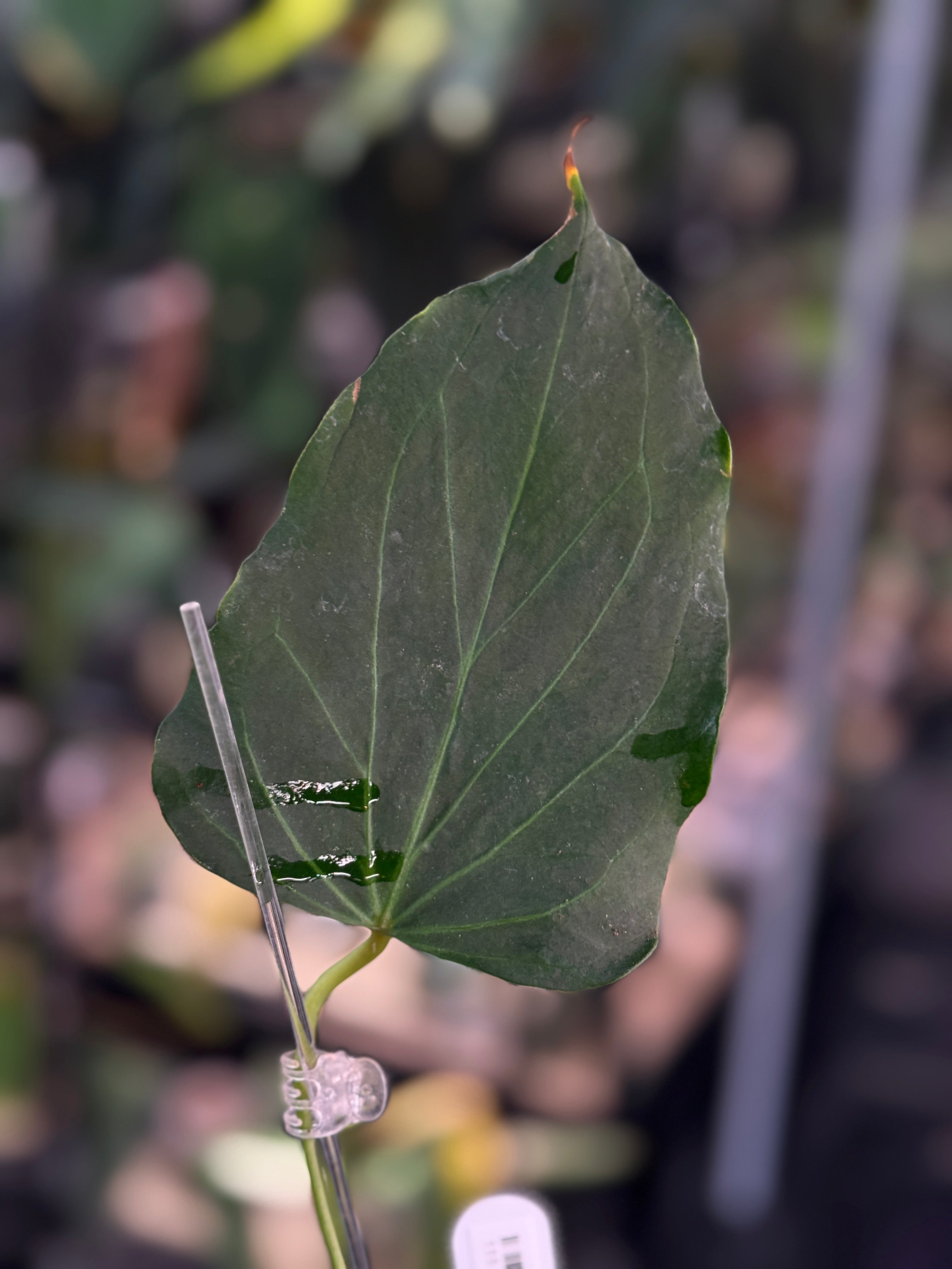 Anthurium HU 'Butterfly' - Clone - Pre-order