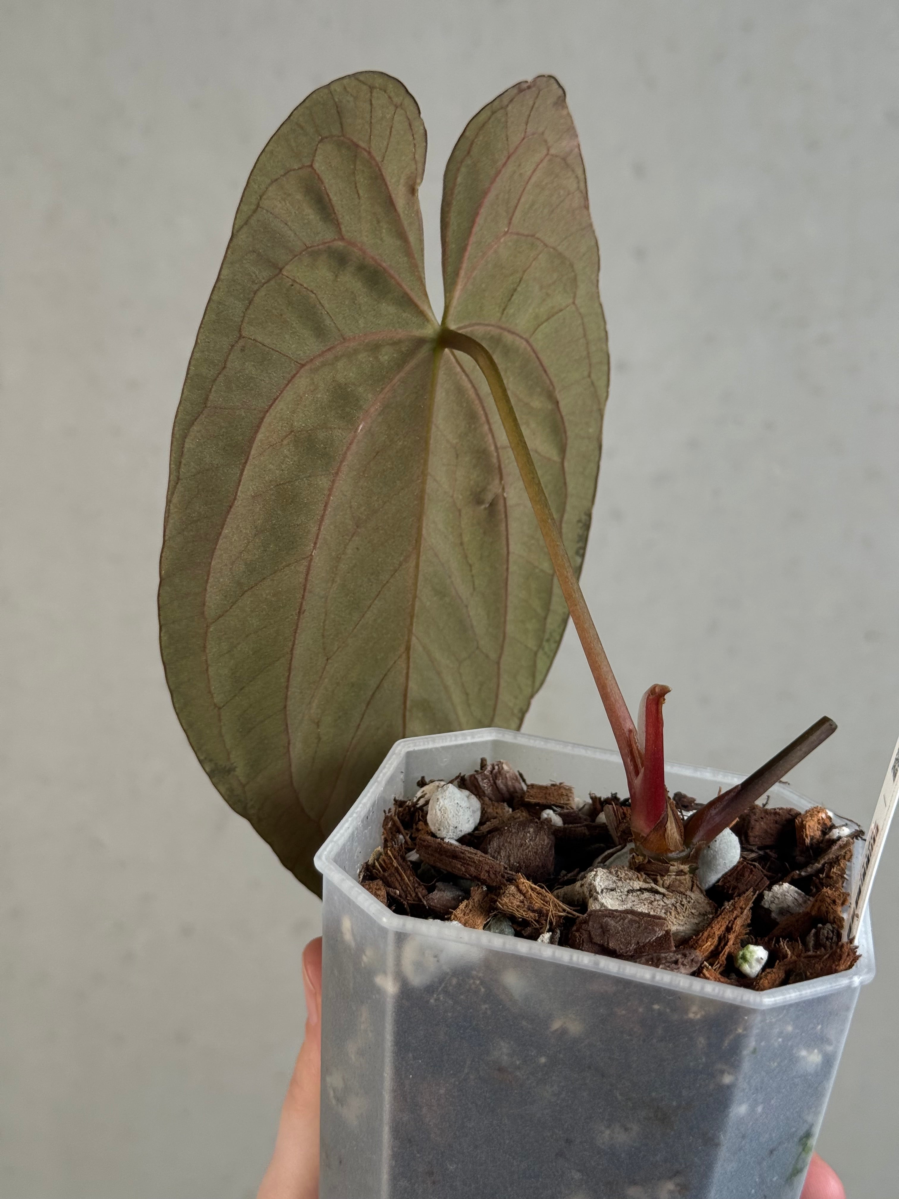 Anthurium Dark Phoenix - Clone