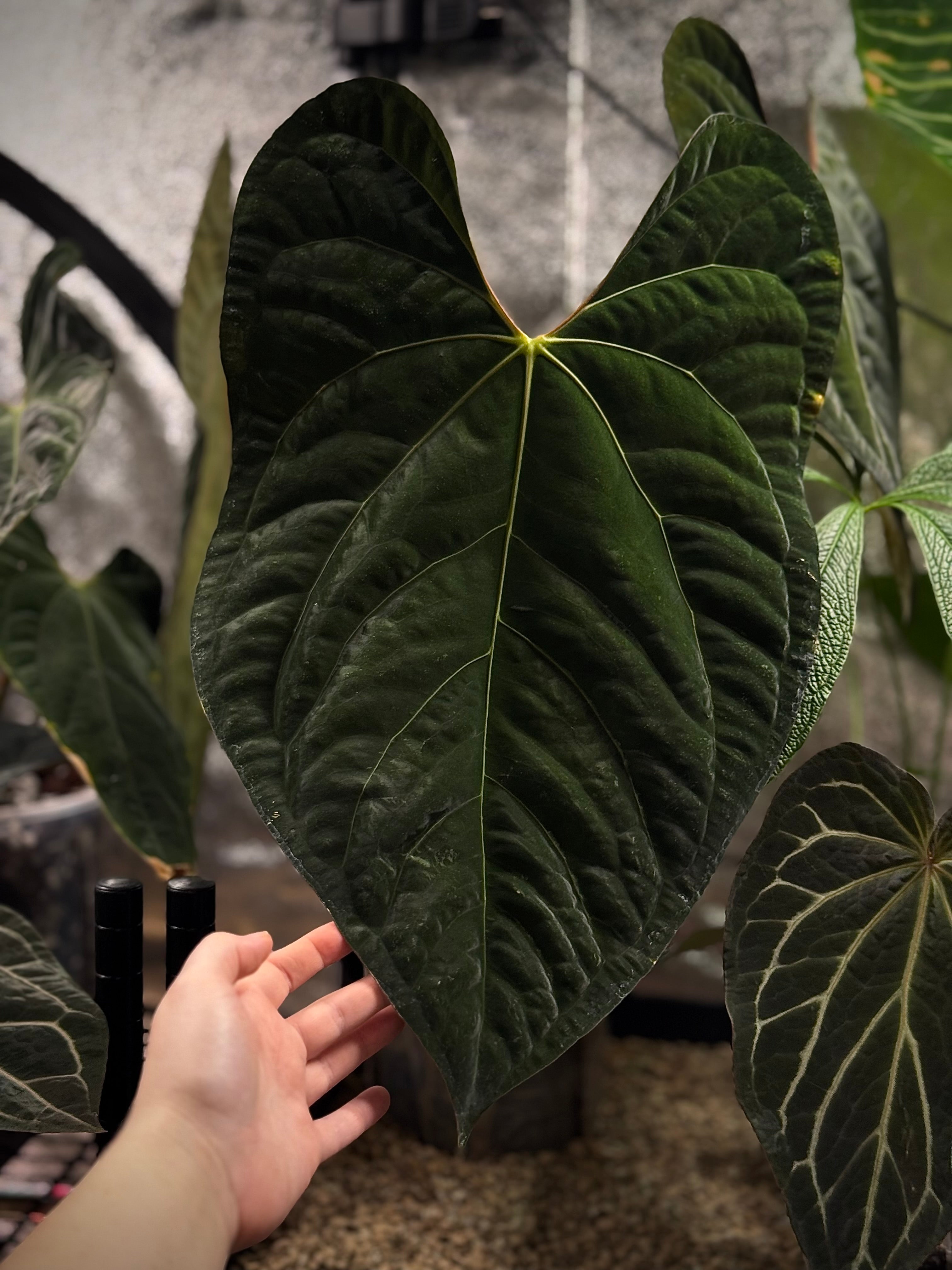 NFS: Anthurium Ace of Spades Dark Form x Papillilaminum 'Marie'